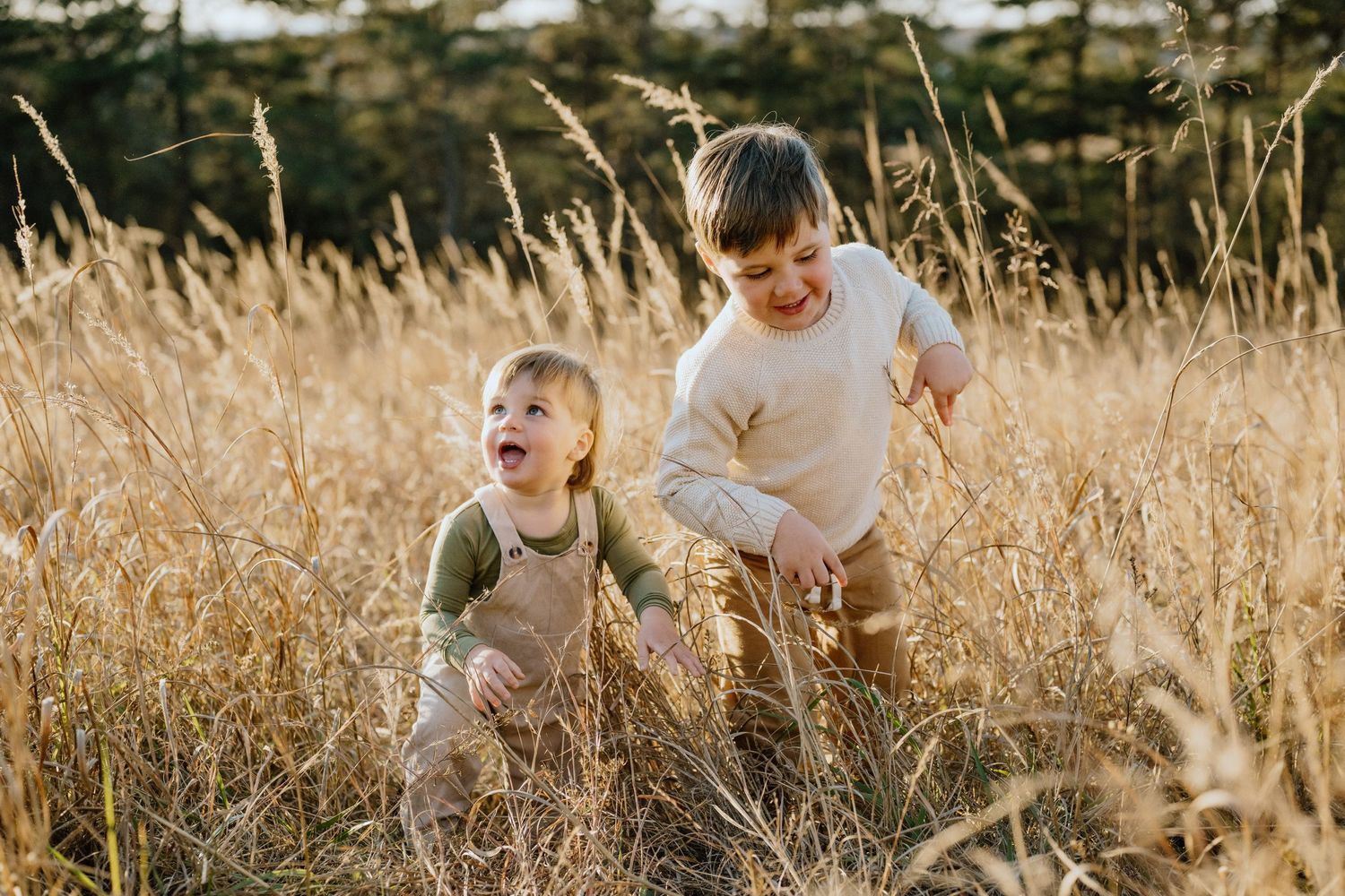 A playful outdoor scene with tall golden grass swaying in the sunlight.