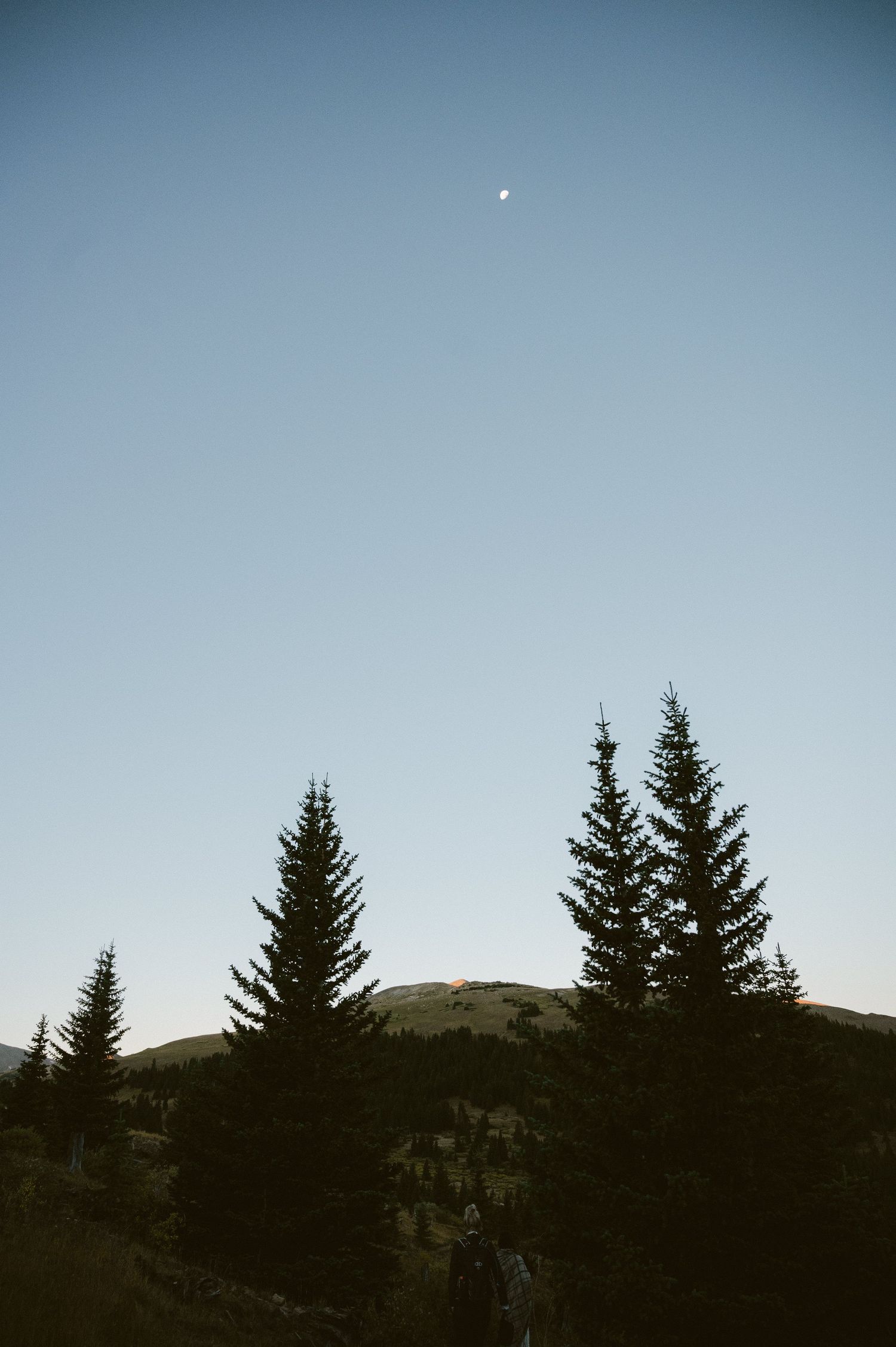 Pine trees silhouetted against a clear mountain sky with a visible moon.