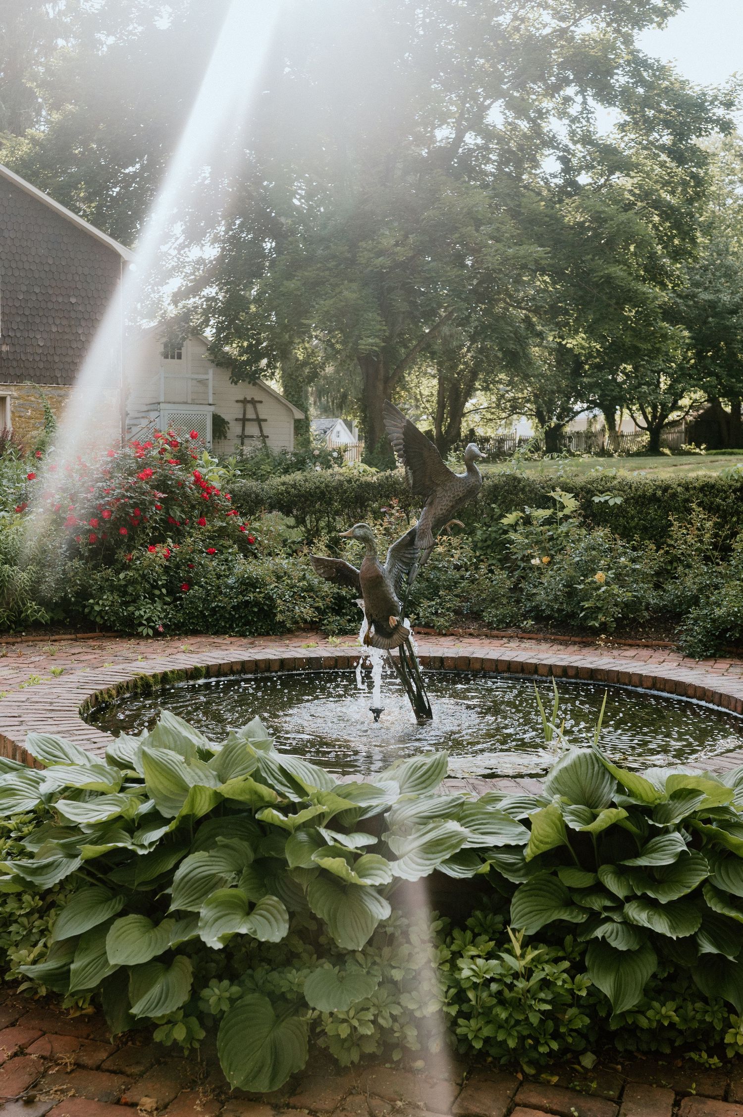 Garden fountain with water spray surrounded by lush hostas and red flowers in front of a brick house.