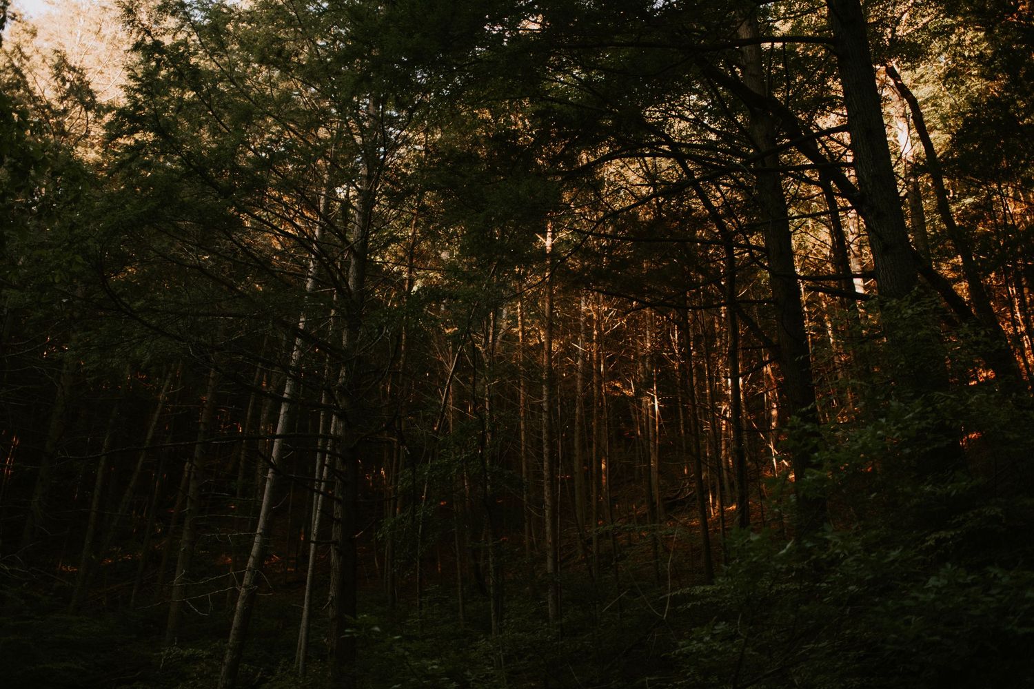 Sunlight filters through tall pine trees in a moody forest at dusk.