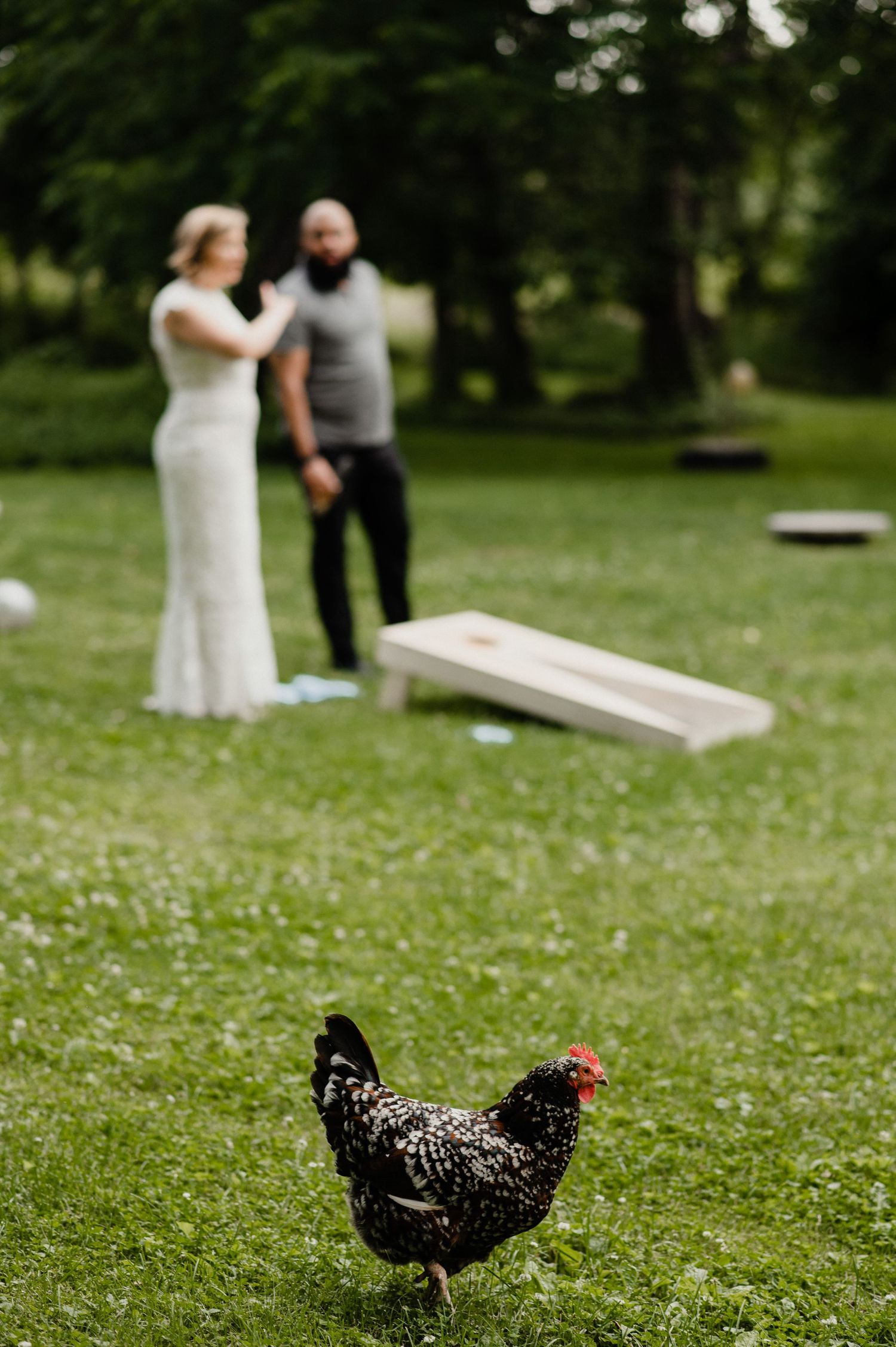 A chicken wandering in the foreground while people play yard games in a garden setting.