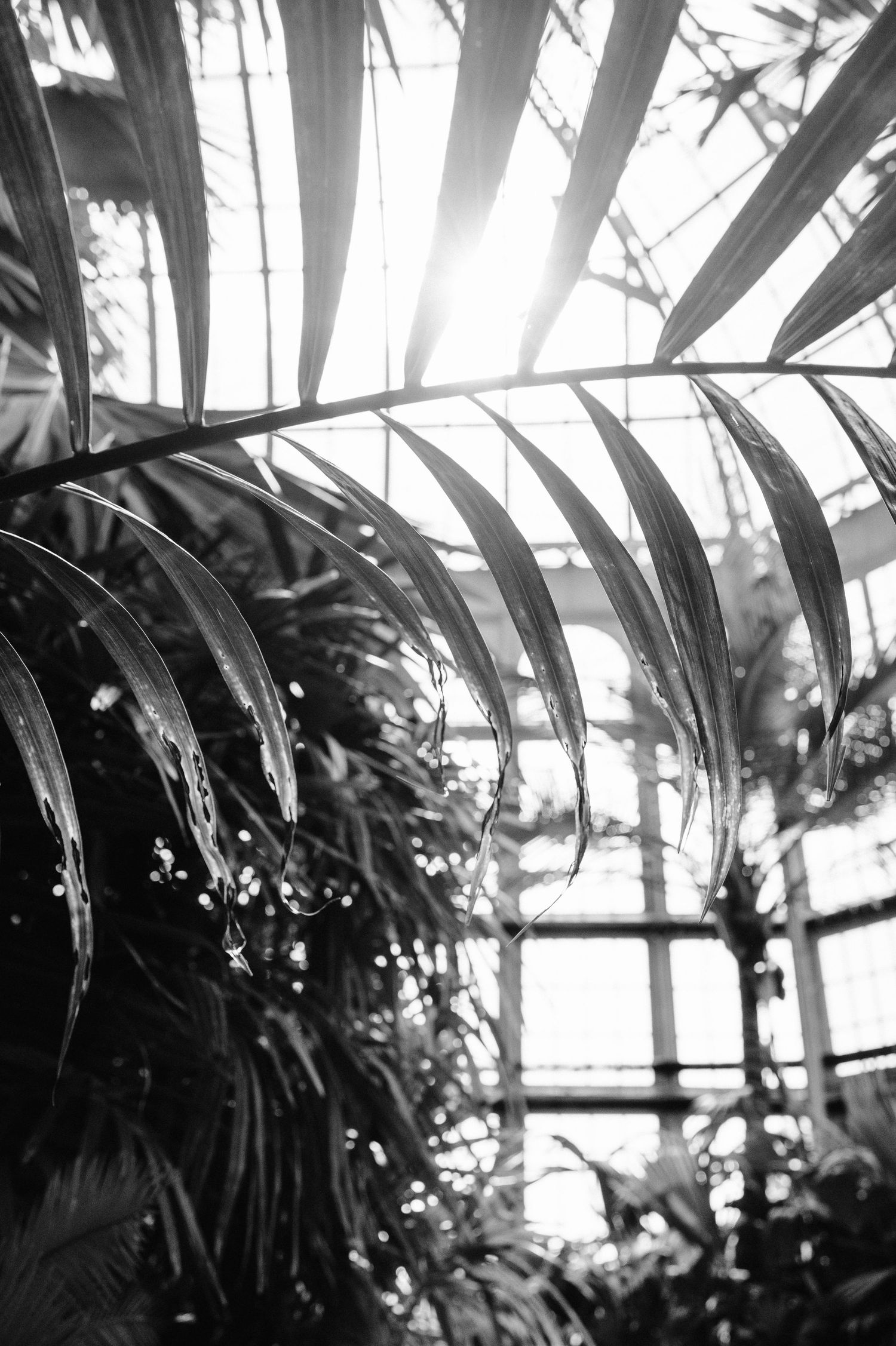 Sunlight streams through palm fronds in a greenhouse, creating dramatic shadows and light patterns.