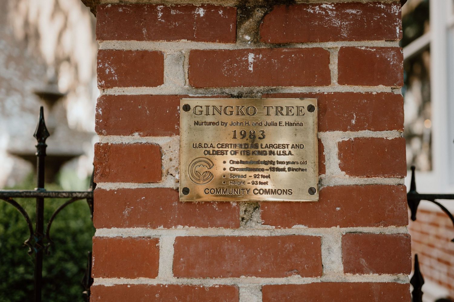 A bronze plaque for the Gingko Tree mounted on a red brick wall.