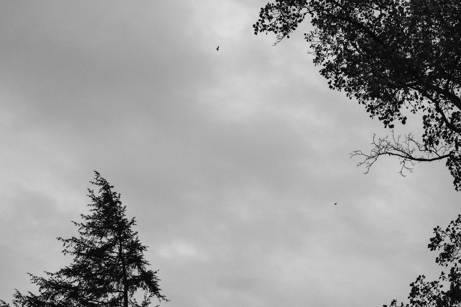 Black and white photo of trees against an overcast sky with birds flying overhead.