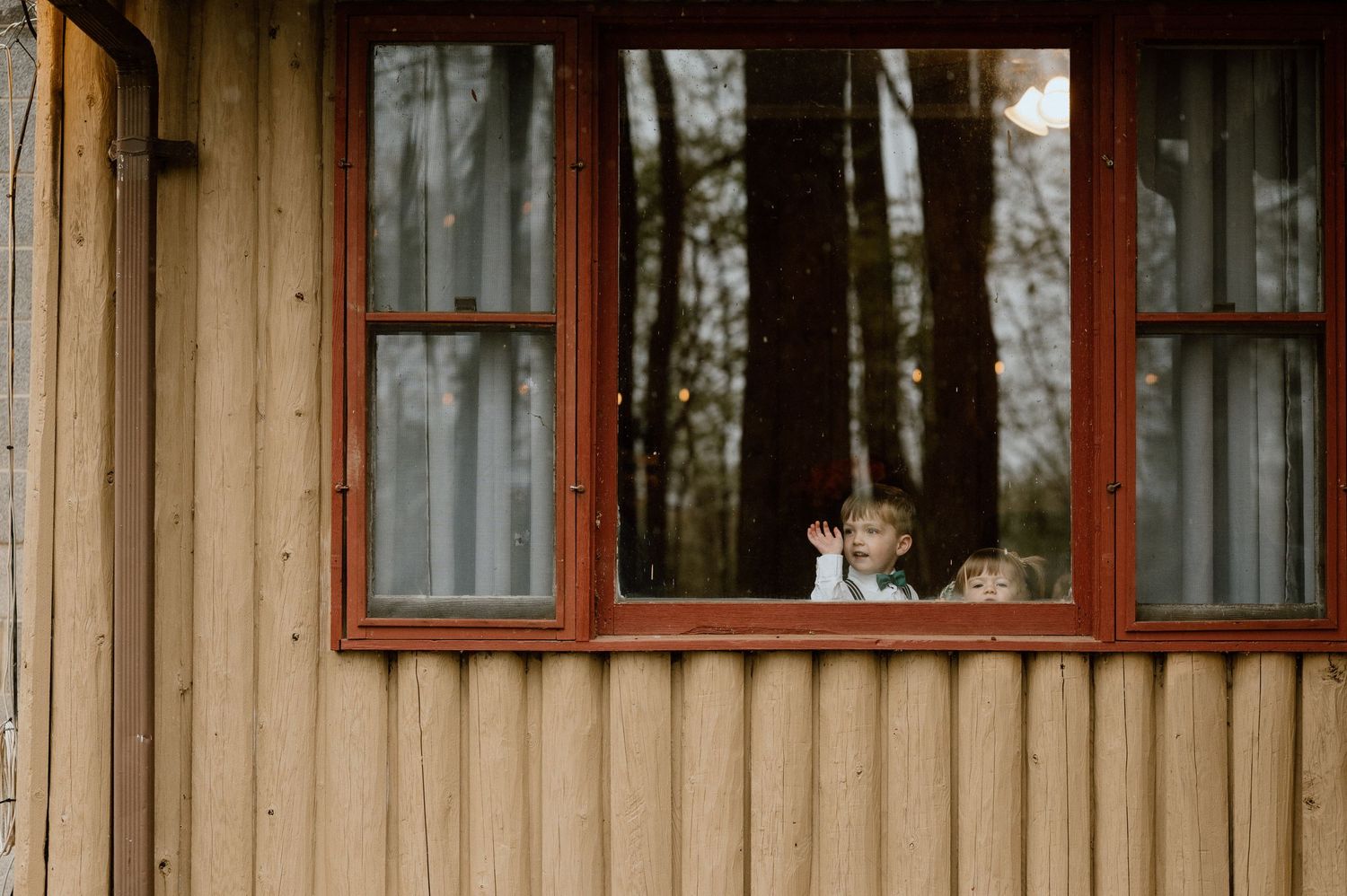 Cats peer curiously through a window of a rustic wooden cabin in the forest.