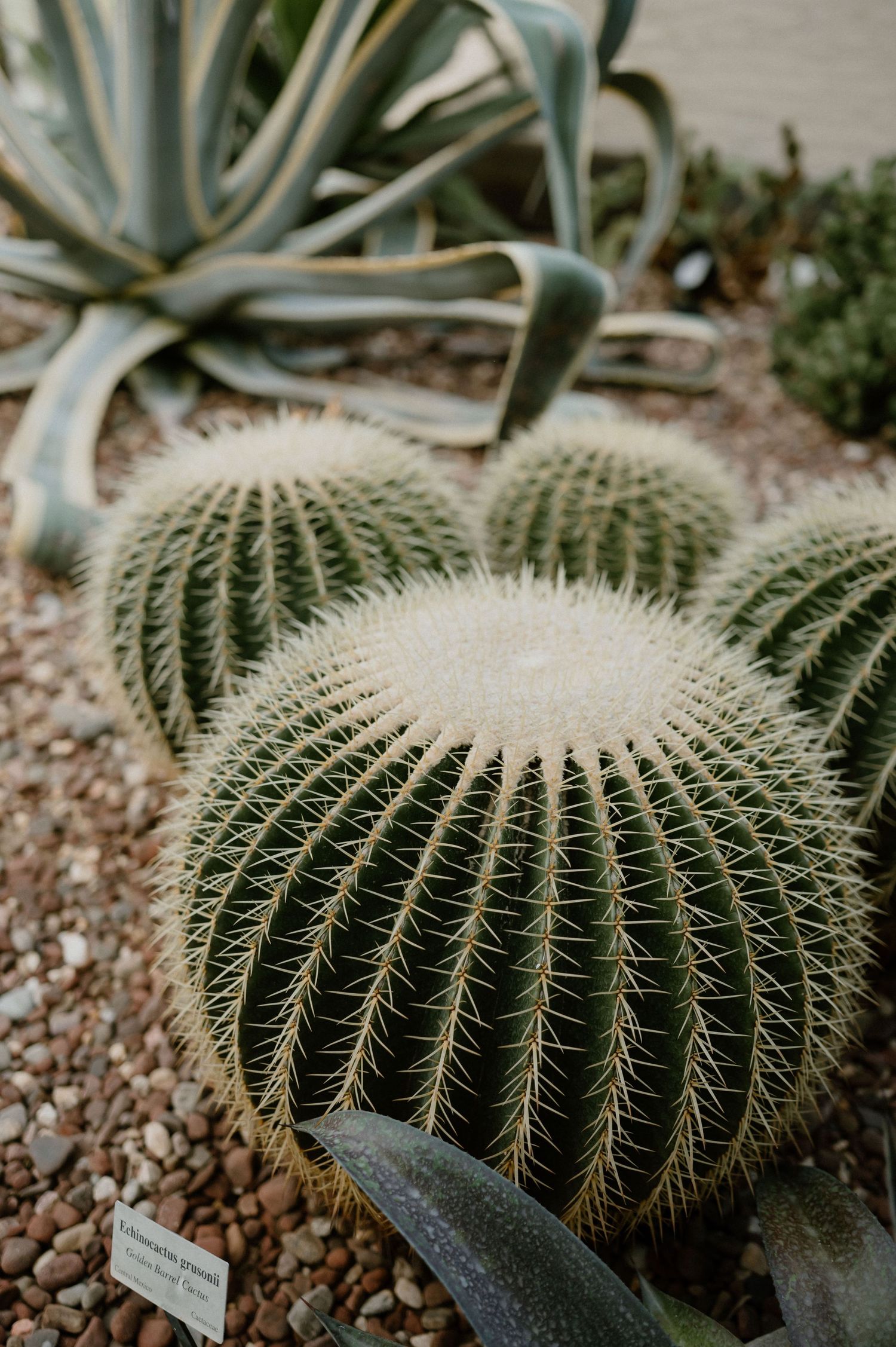 Large barrel cactus plants with prominent spines growing in rocky soil with agave in background.