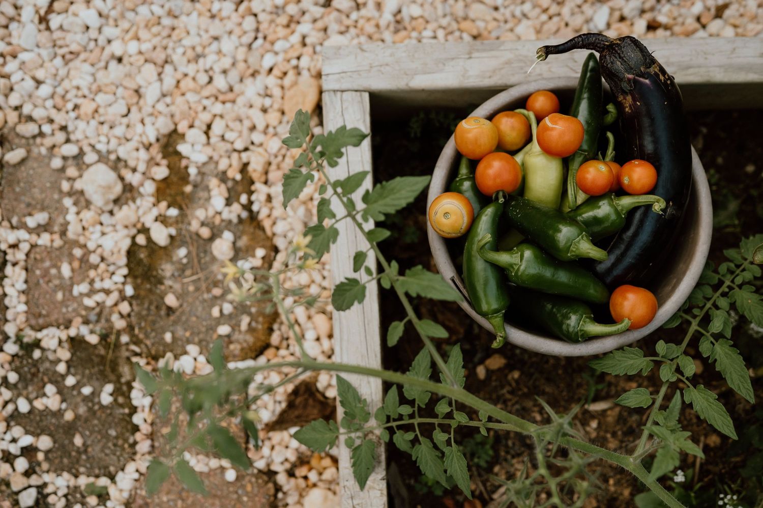 Fresh orange cherry tomatoes and green peppers in harvest basket.