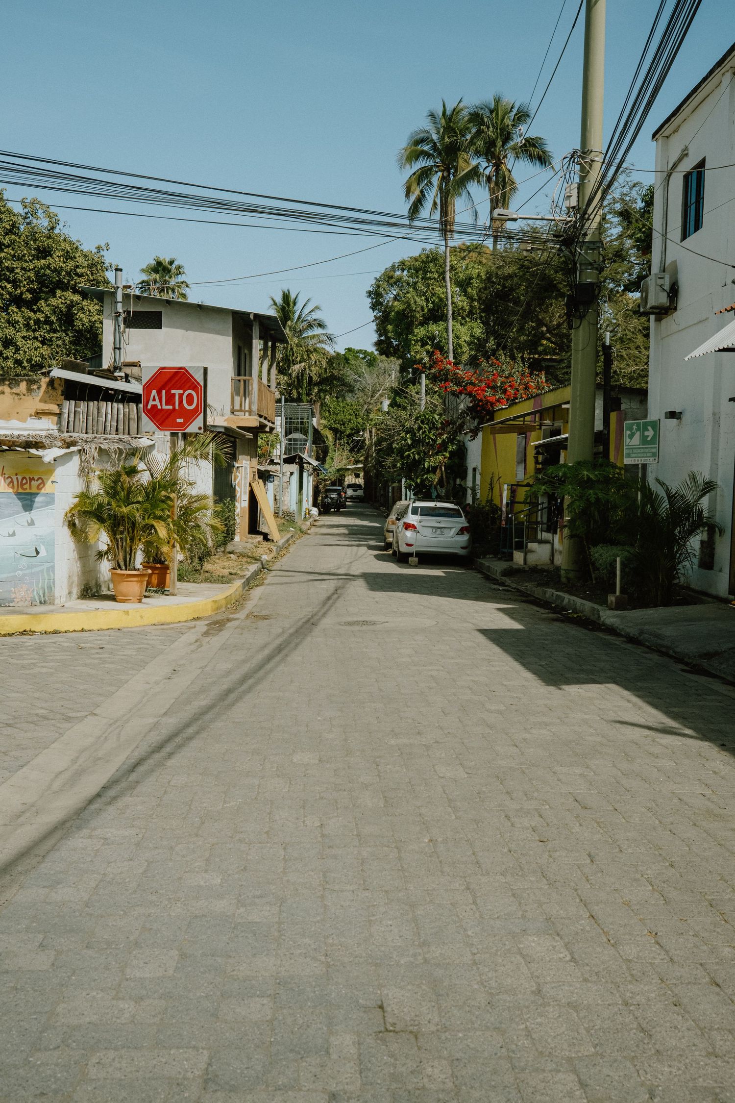 Tropical street view with palm trees, stop sign and parked cars.