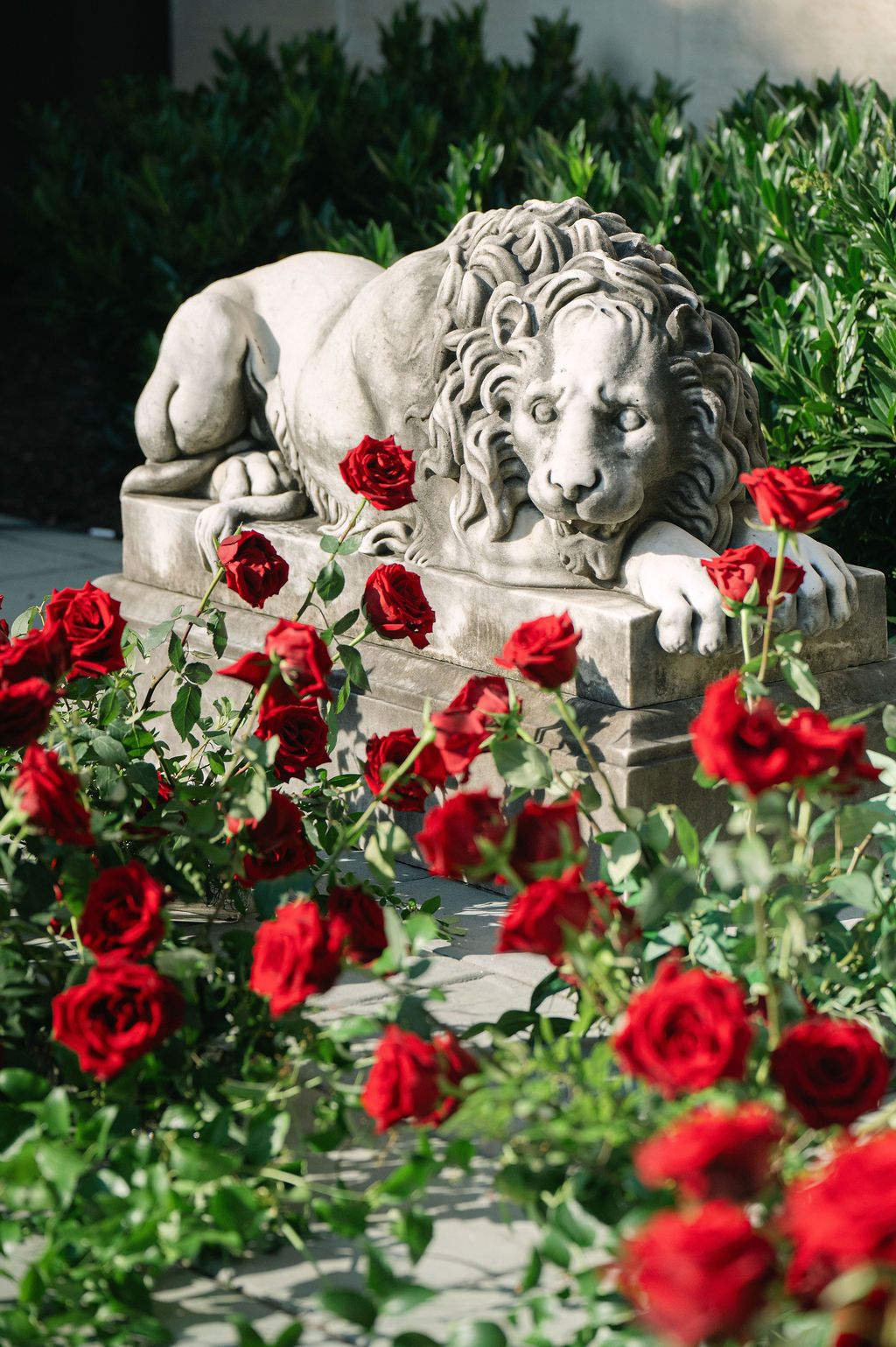Stone lion statue surrounded by blooming red roses and greenery in a garden setting.