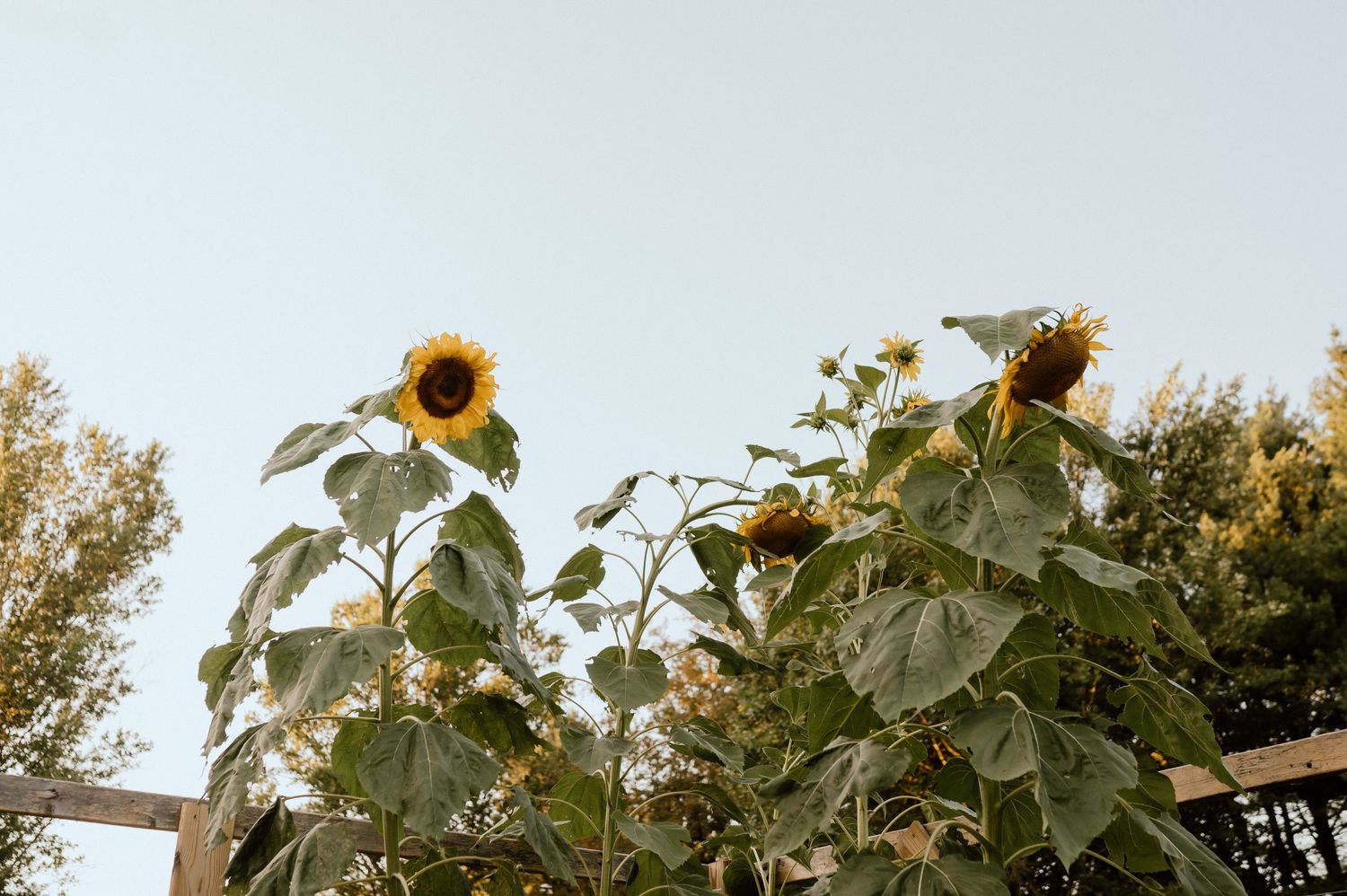 Tall sunflowers reaching toward bright sky in summer garden.