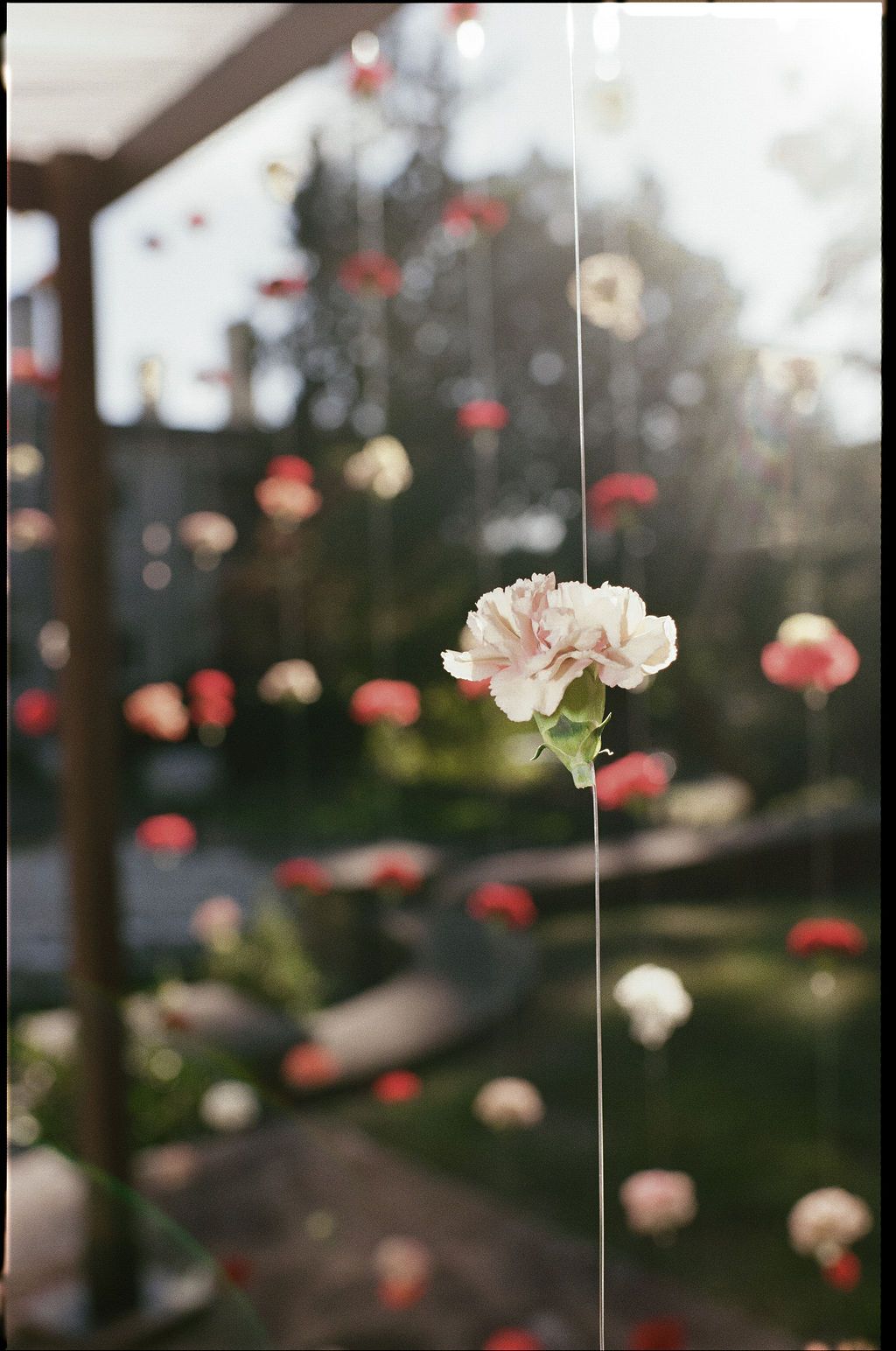 Delicate pink and red flowers hanging in soft focus against a blurred natural background at Strong Mansion on Sugarloaf Mountain