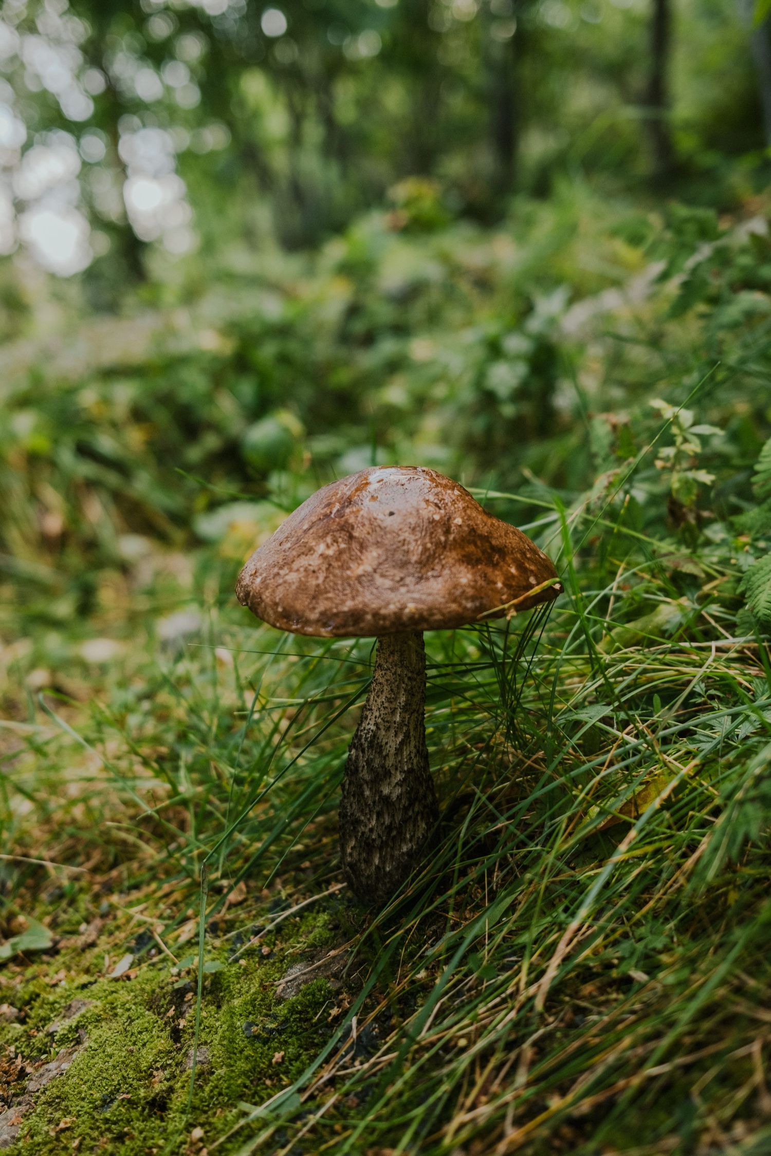 Brown mushroom growing among moss and grass in a lush forest setting.