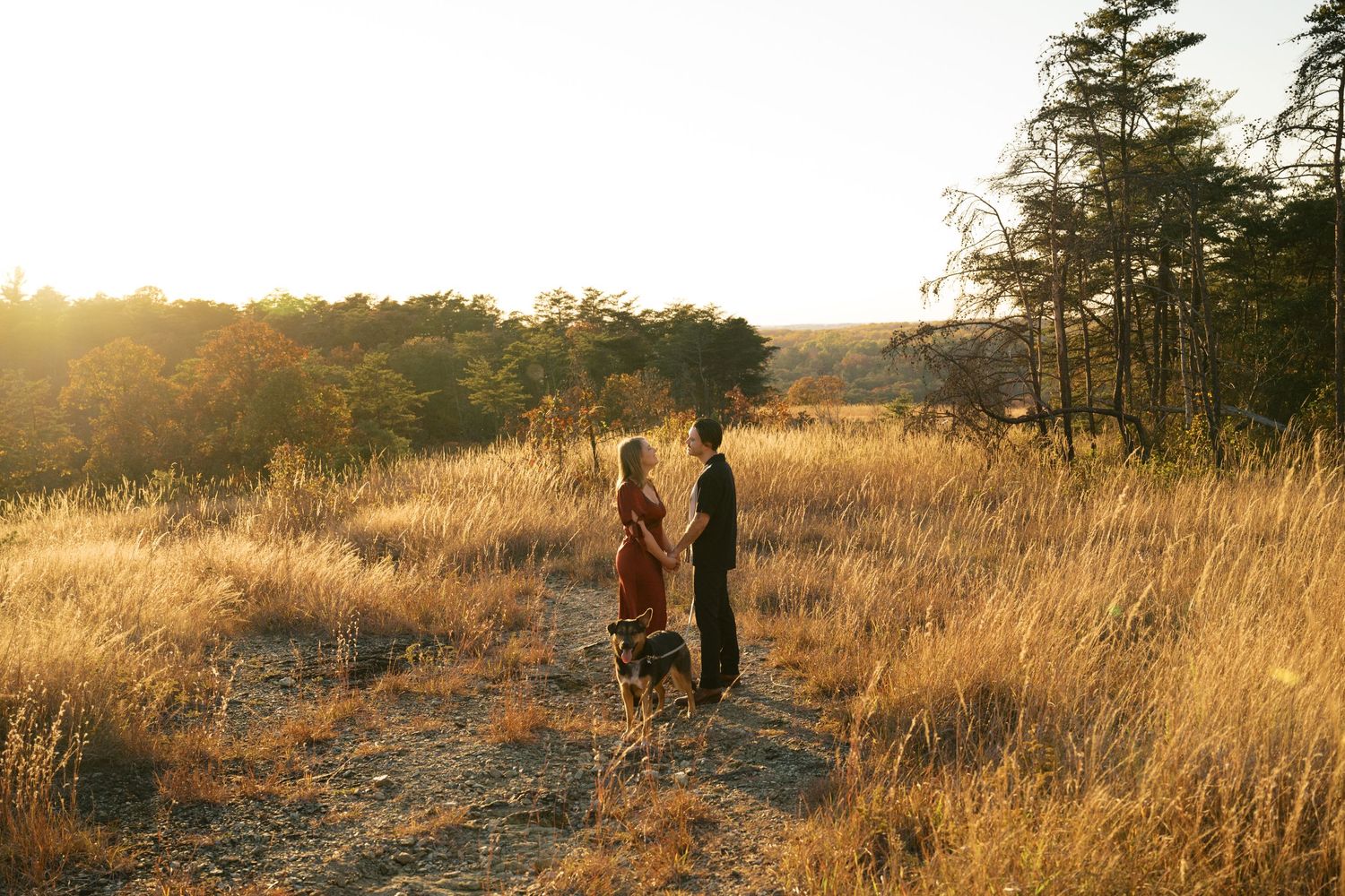 A couple walking together in a golden field during sunset with evergreen trees in the background.