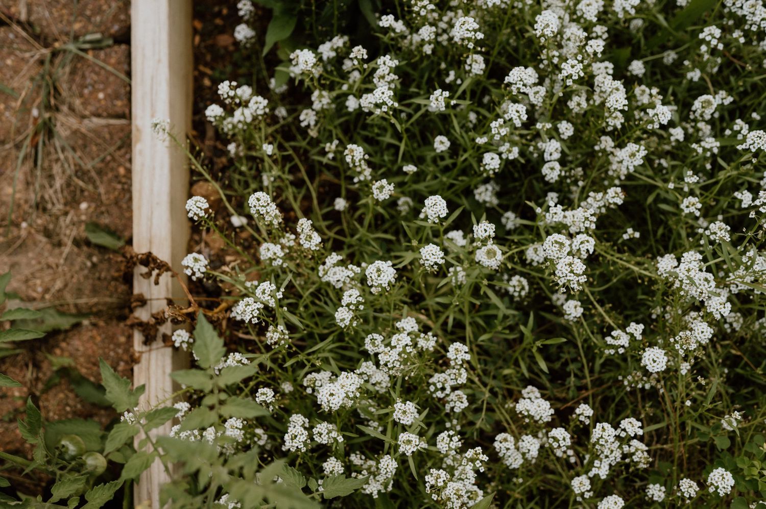 Delicate white wildflowers blooming against wooden post in garden.