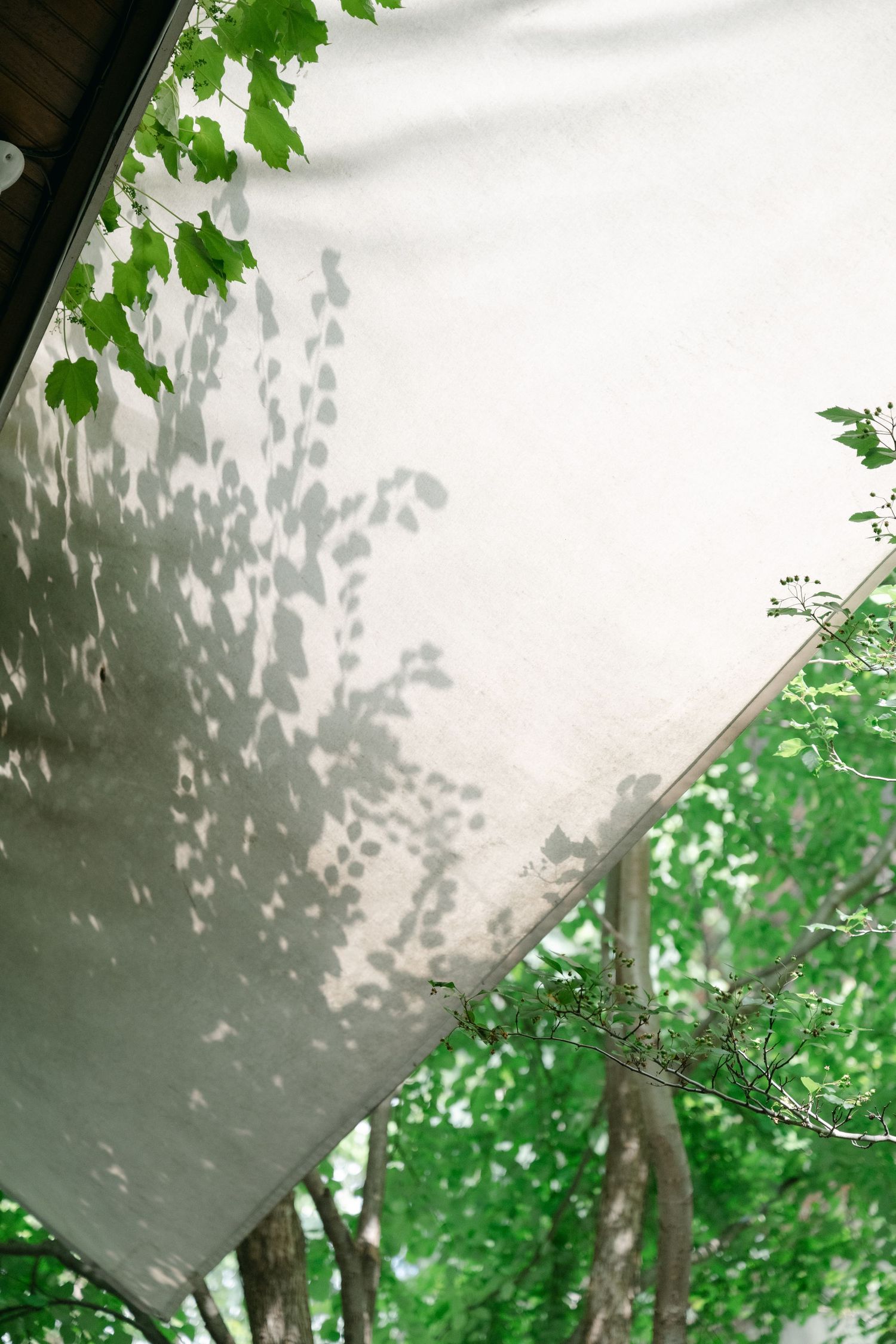Sunlight casts delicate leaf shadows on a white surface creating a natural pattern.