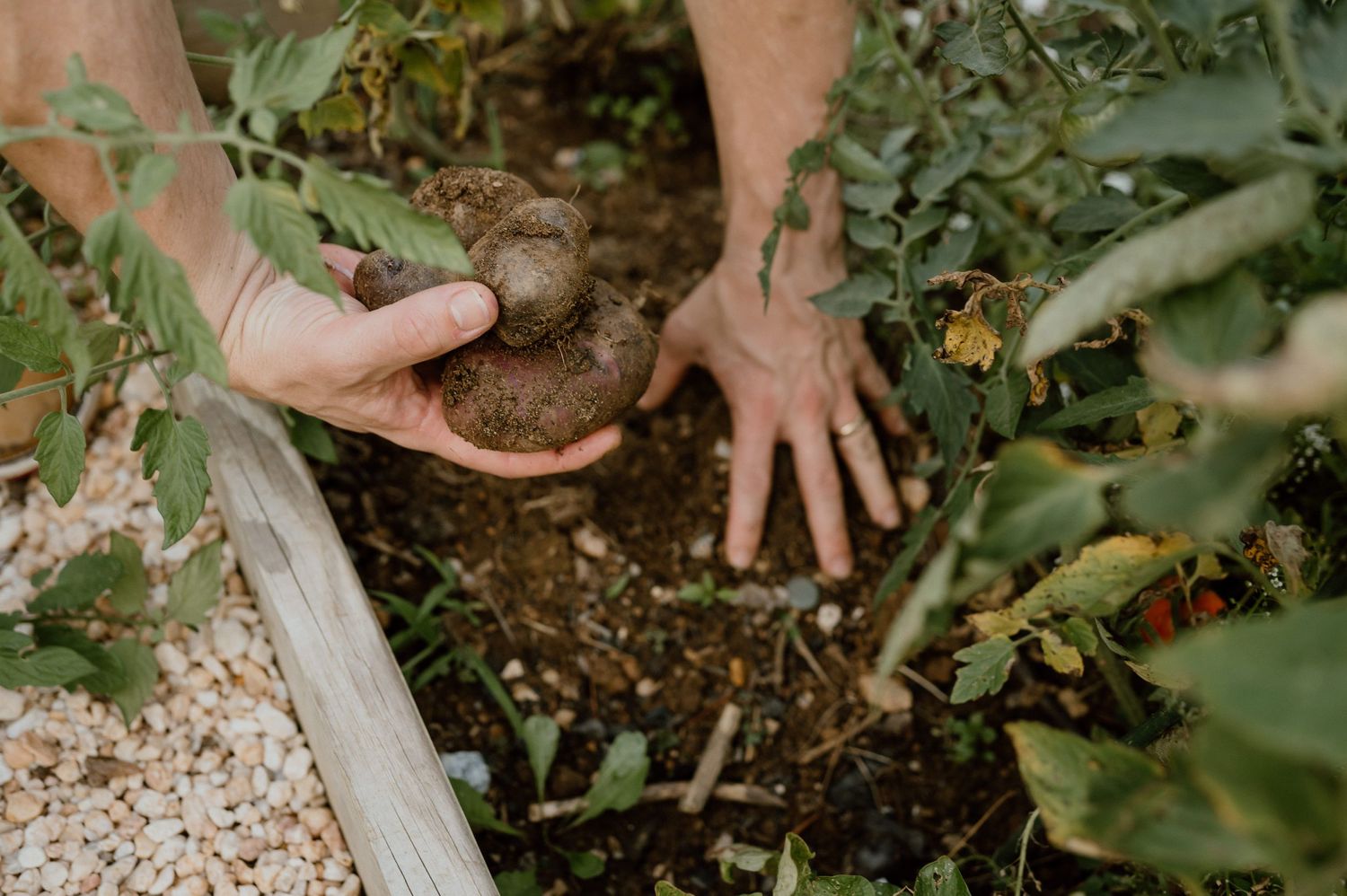 Hands working in rich garden soil surrounded by green plants and leaves.