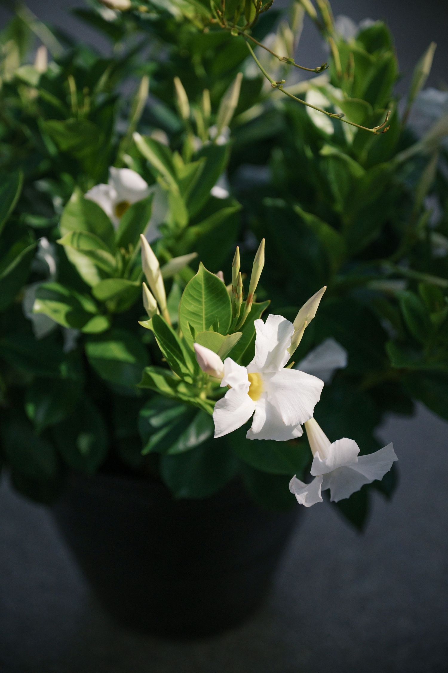 Close-up shots of white flowers and green foliage in a garden setting.