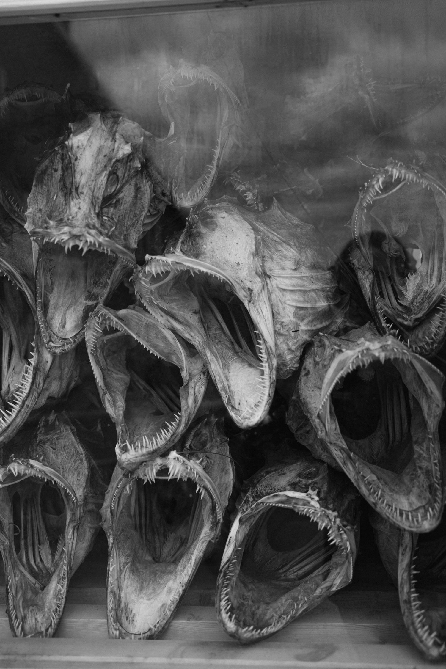Black and white image of dried fish heads arranged in rows showing their open mouths.