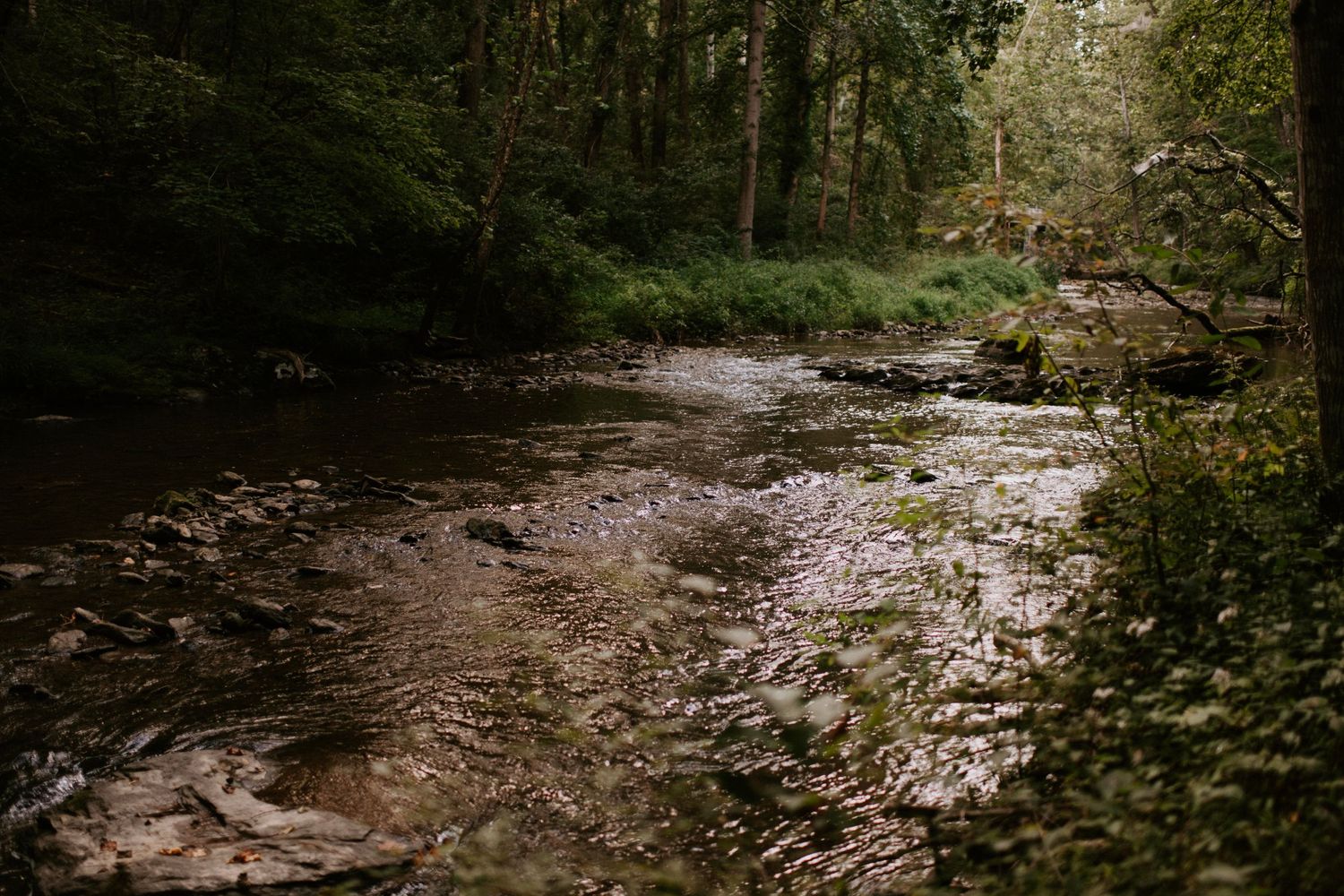 A peaceful forest stream flows through mossy rocks and lush greenery.