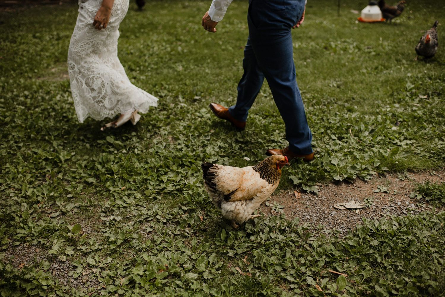 Wedding guests walk on grass while a chicken crosses their path.
