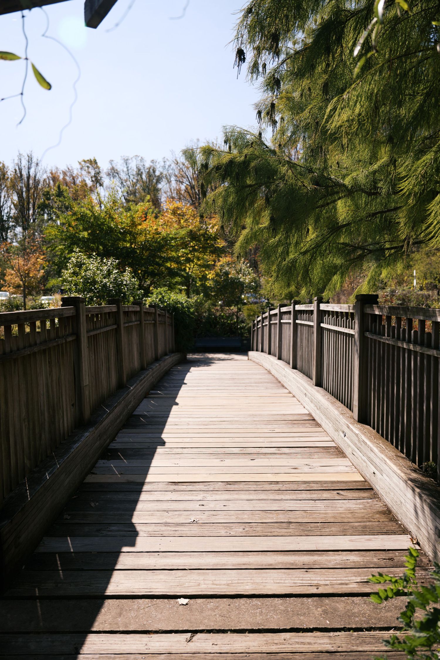 Wooden boardwalk path surrounded by autumn trees and foliage.