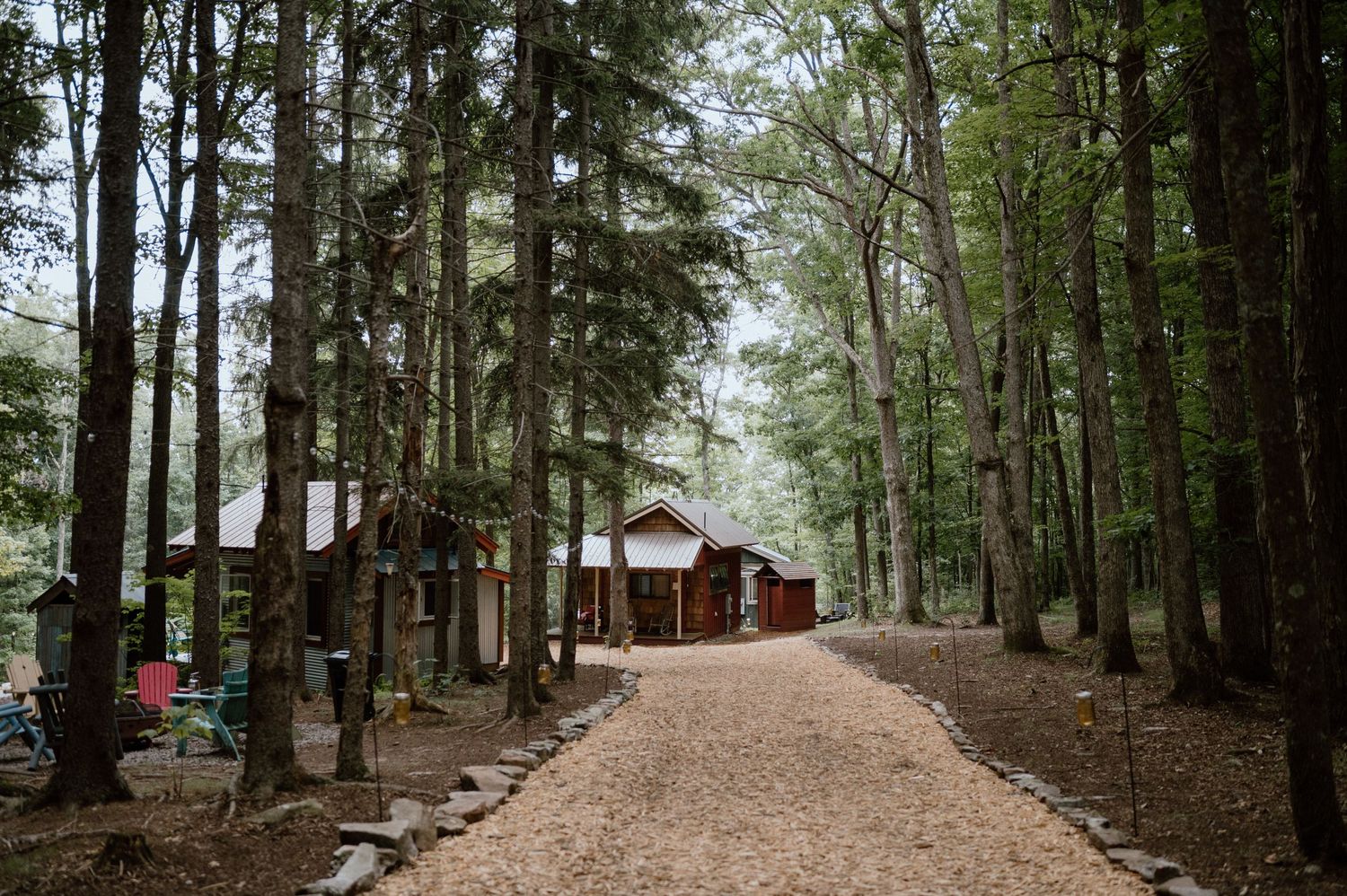 A rustic dirt path lined with tall pine trees leads to wooden cabins in the forest.