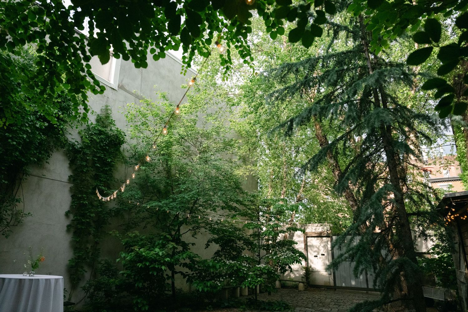 Tall green trees and foliage create a lush canopy against a white building structure in an urban setting.