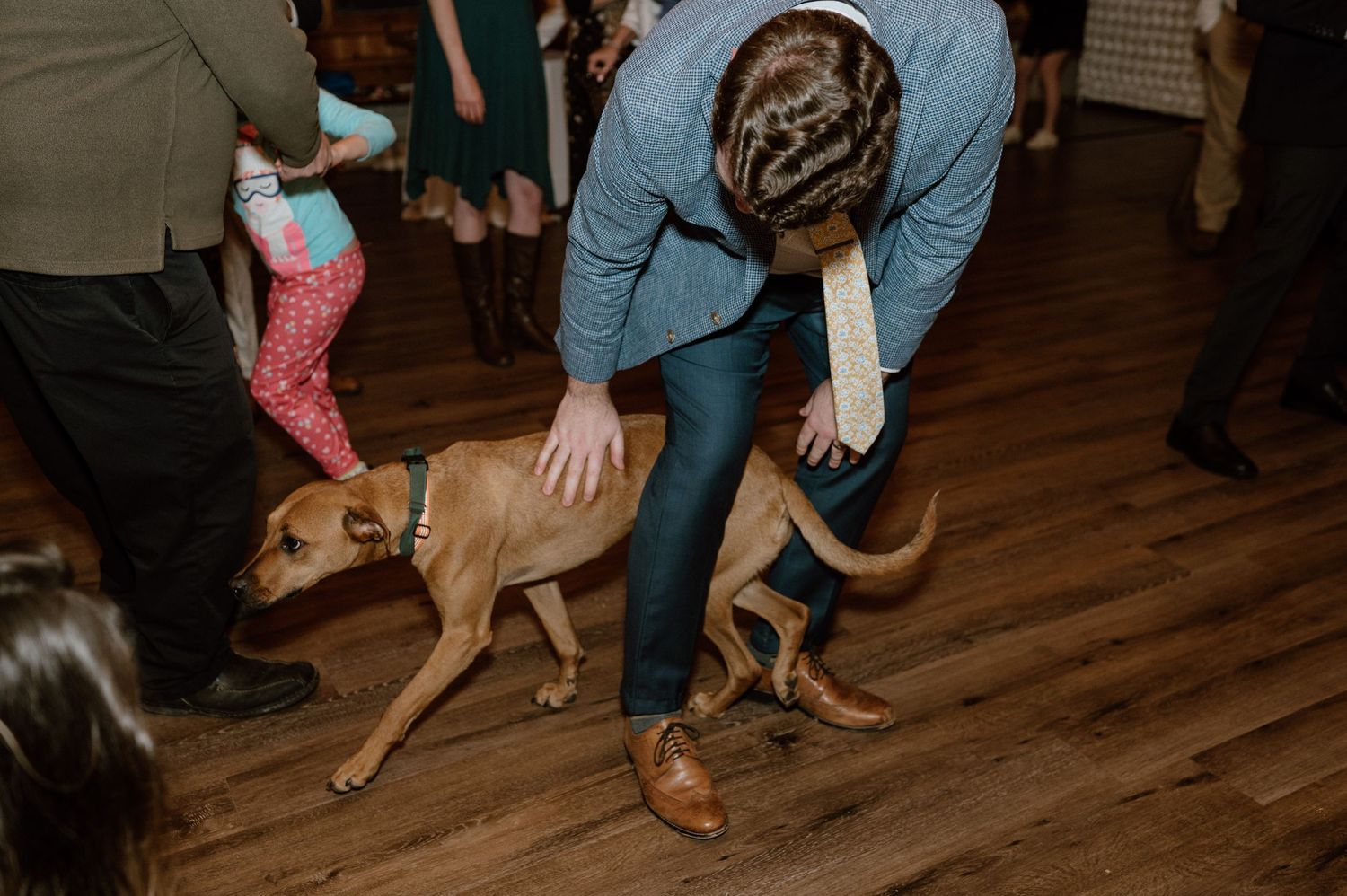 Person in blue jeans petting a brown dog on hardwood floor during wedding reception.