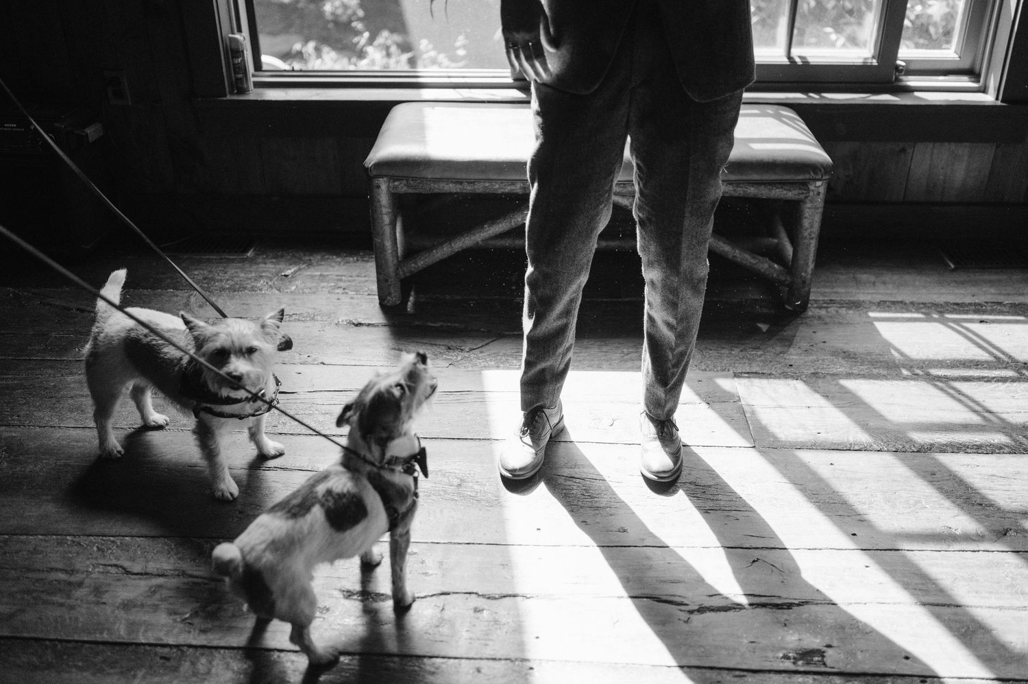 photojournalistic image of dogs by brides feet