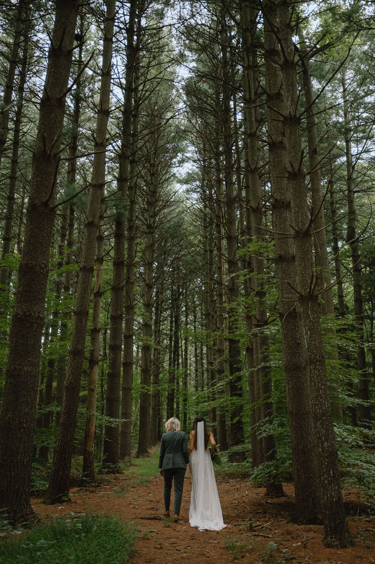 A wedding couple walking through a towering pine forest on a woodland path.