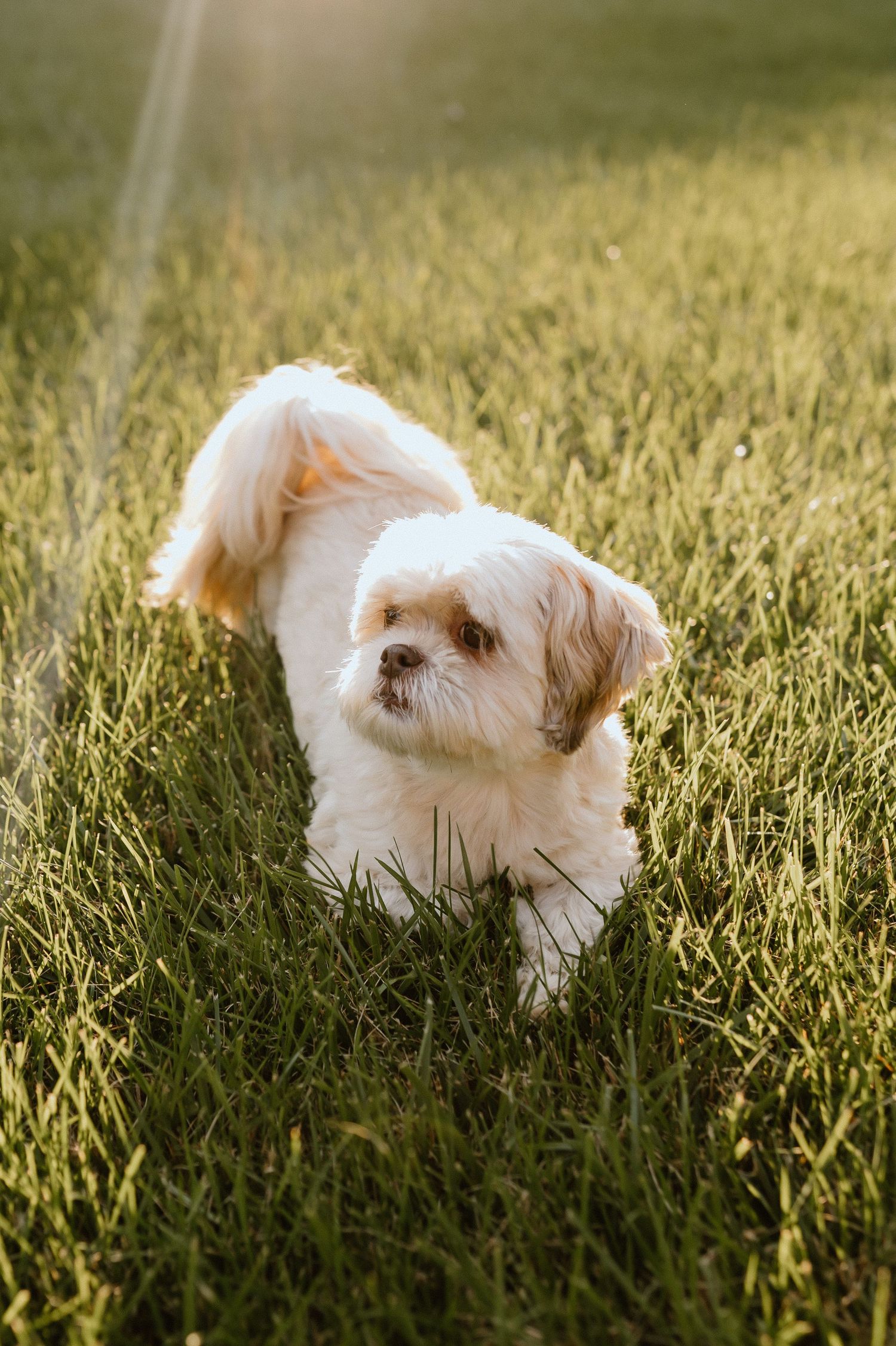 Small white fluffy dog sitting in sunlit grass during golden hour.