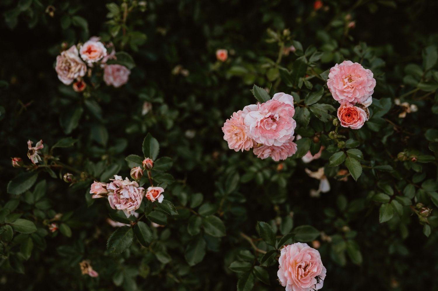 Delicate pink roses blooming against dark green foliage in a garden setting.