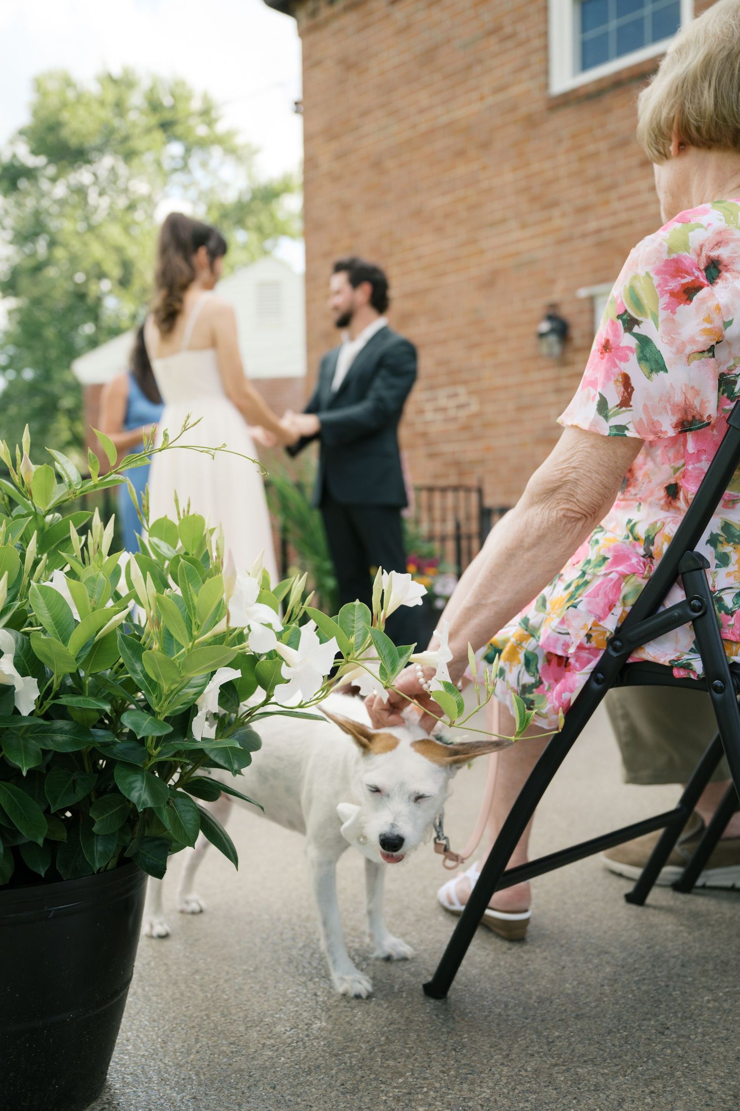An attendee in a floral dress pets a white dog during an outdoor wedding ceremony by a brick building.