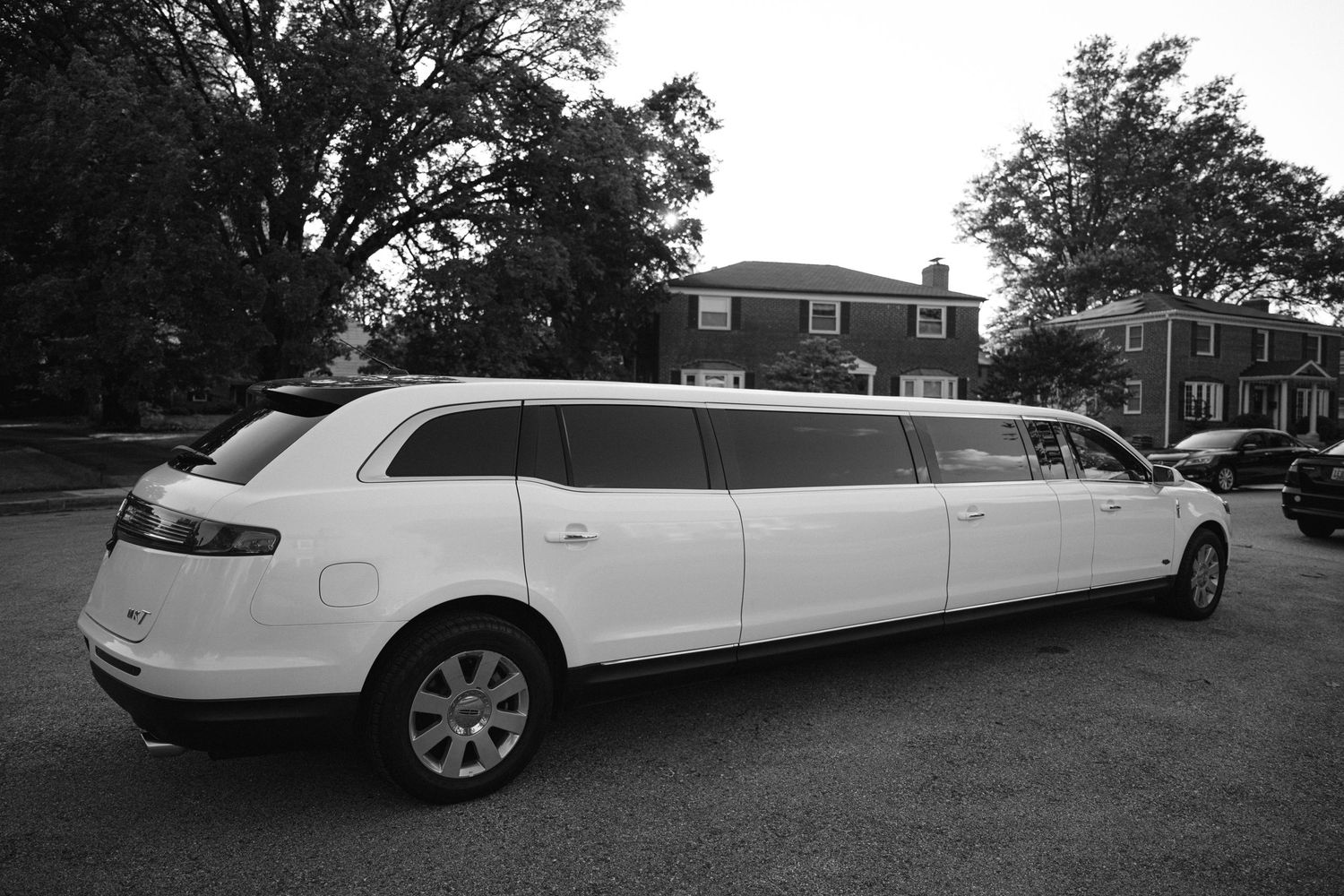 Several white stretch limousines parked in a row on a curved street.