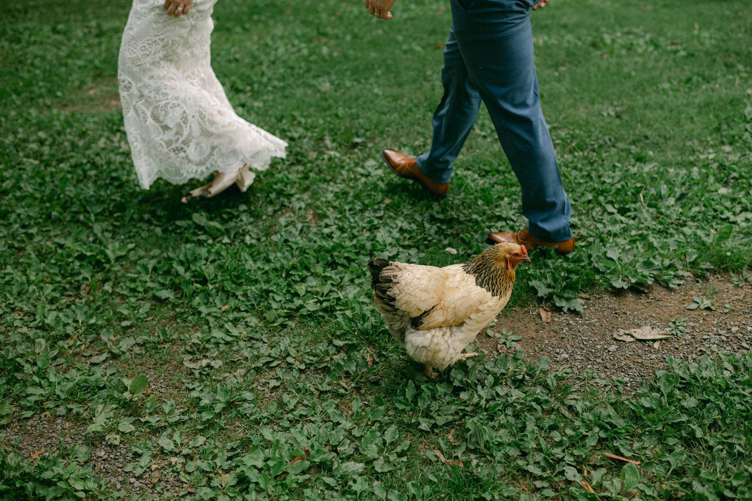 Wedding couple walking on green grass with chickens roaming freely in the foreground.
