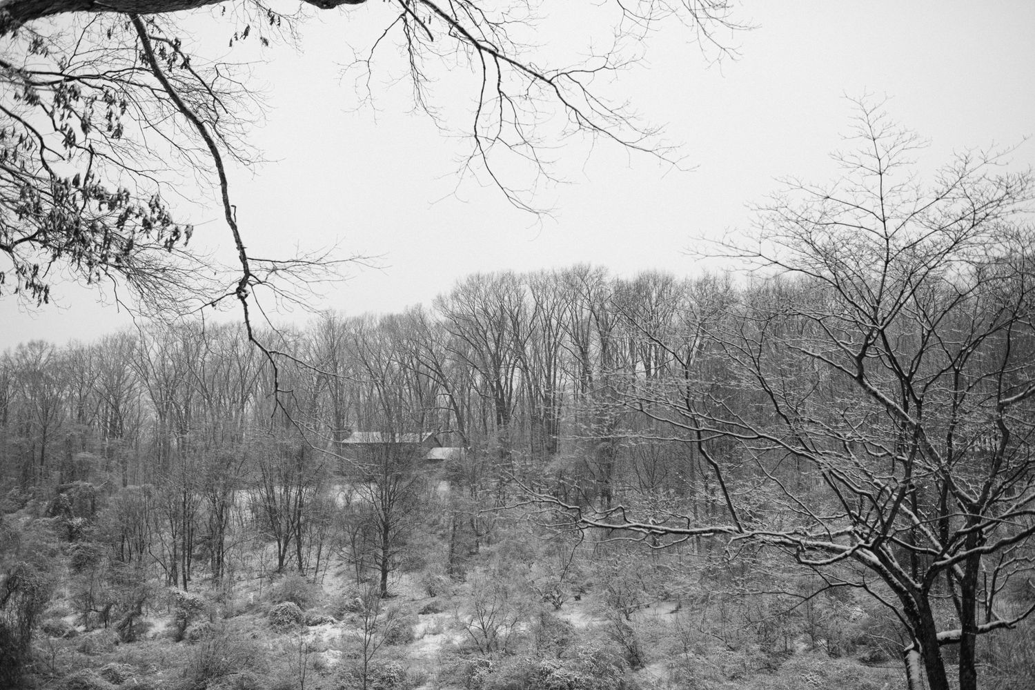 Winter landscape with bare trees and snow covered ground in black and white.