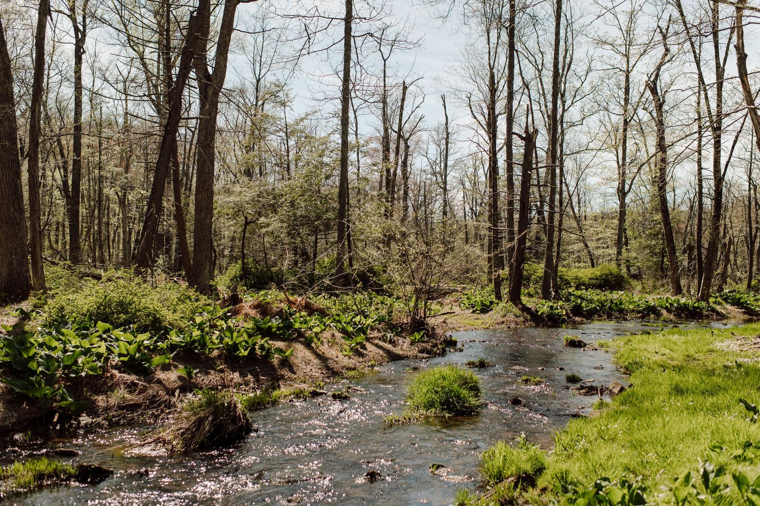 Natural woodland stream flowing through green forest landscape in springtime.