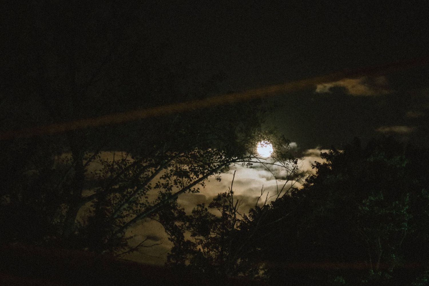Full moon peeking through tree branches against dark night sky.
