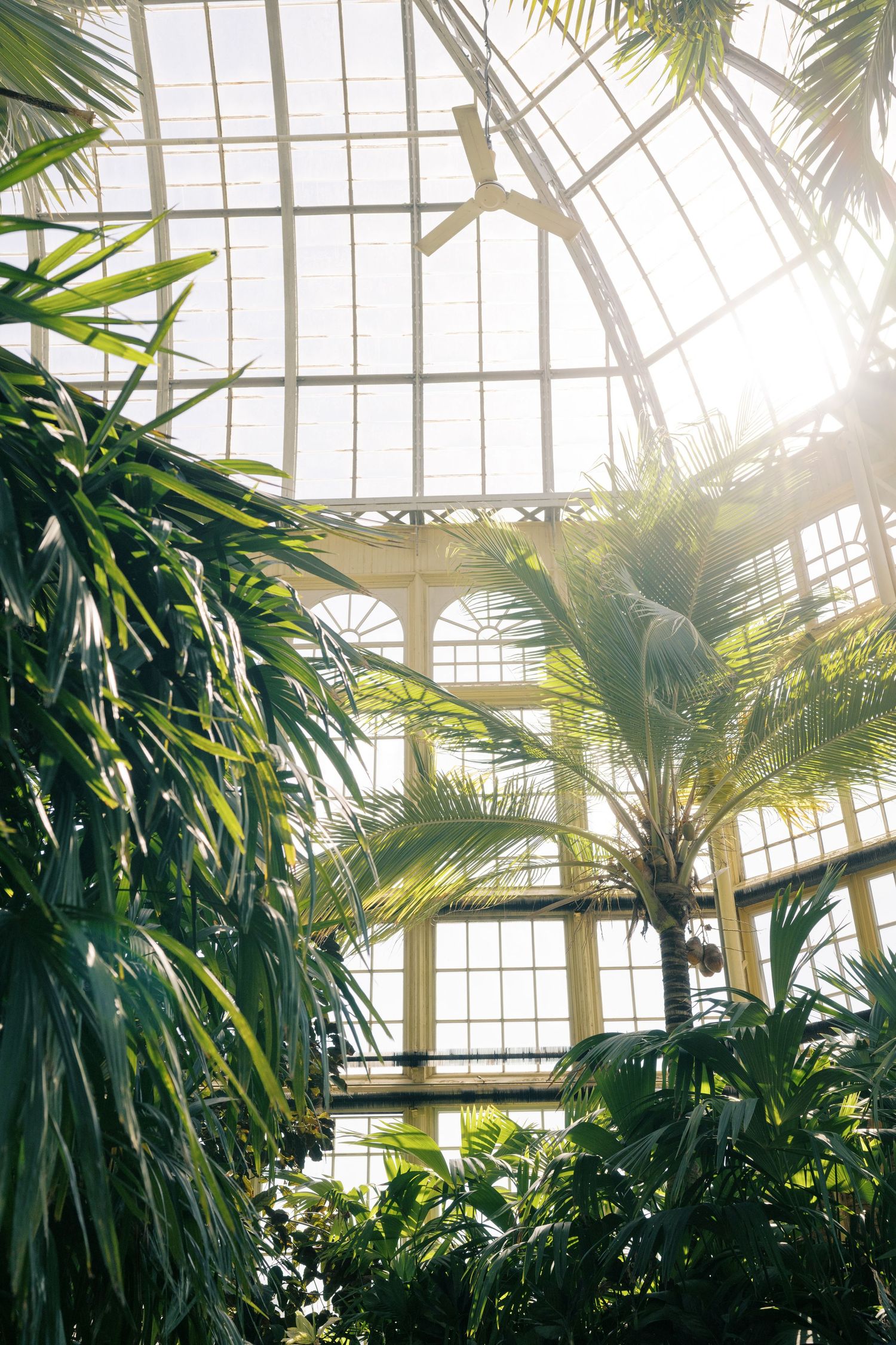Sunlight streams through a grand glass greenhouse ceiling over lush tropical palm trees and green plants inside a botanical garden.