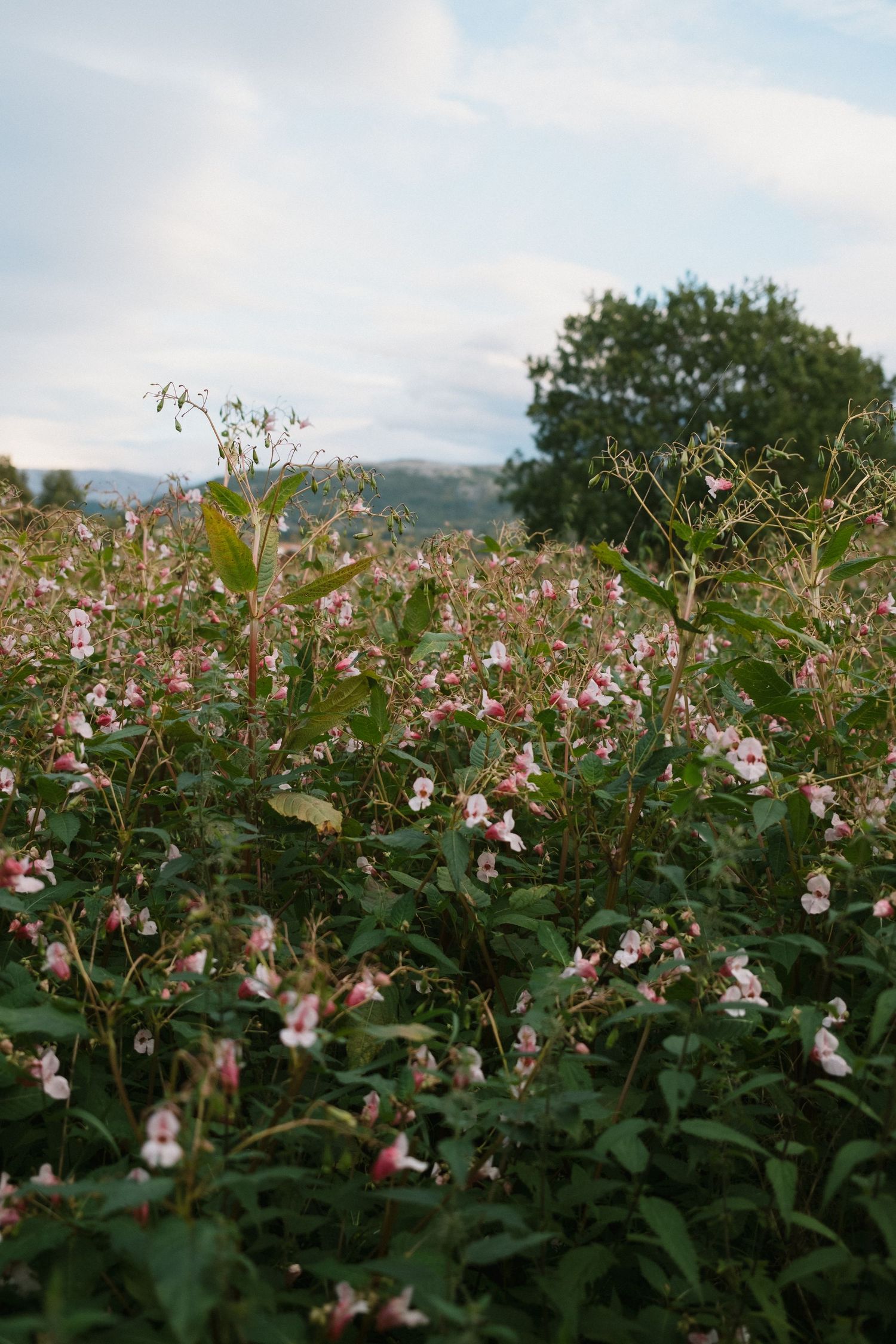 Pink wildflowers blooming in field with misty mountains in background.