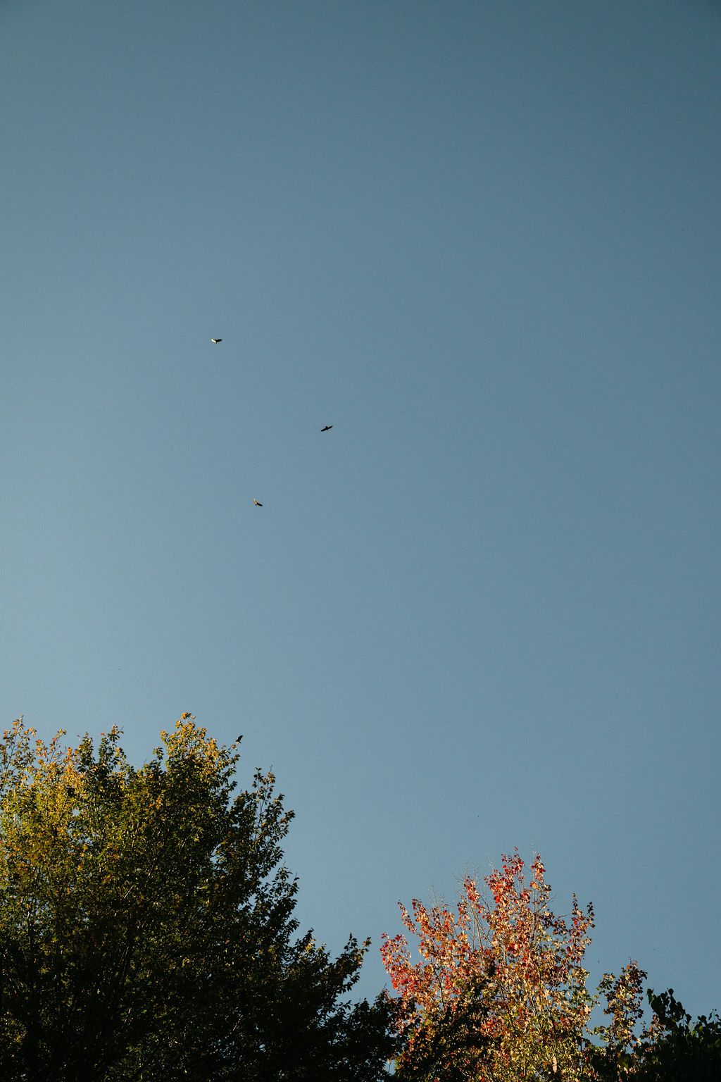 Clear blue sky with autumn trees in the foreground.
