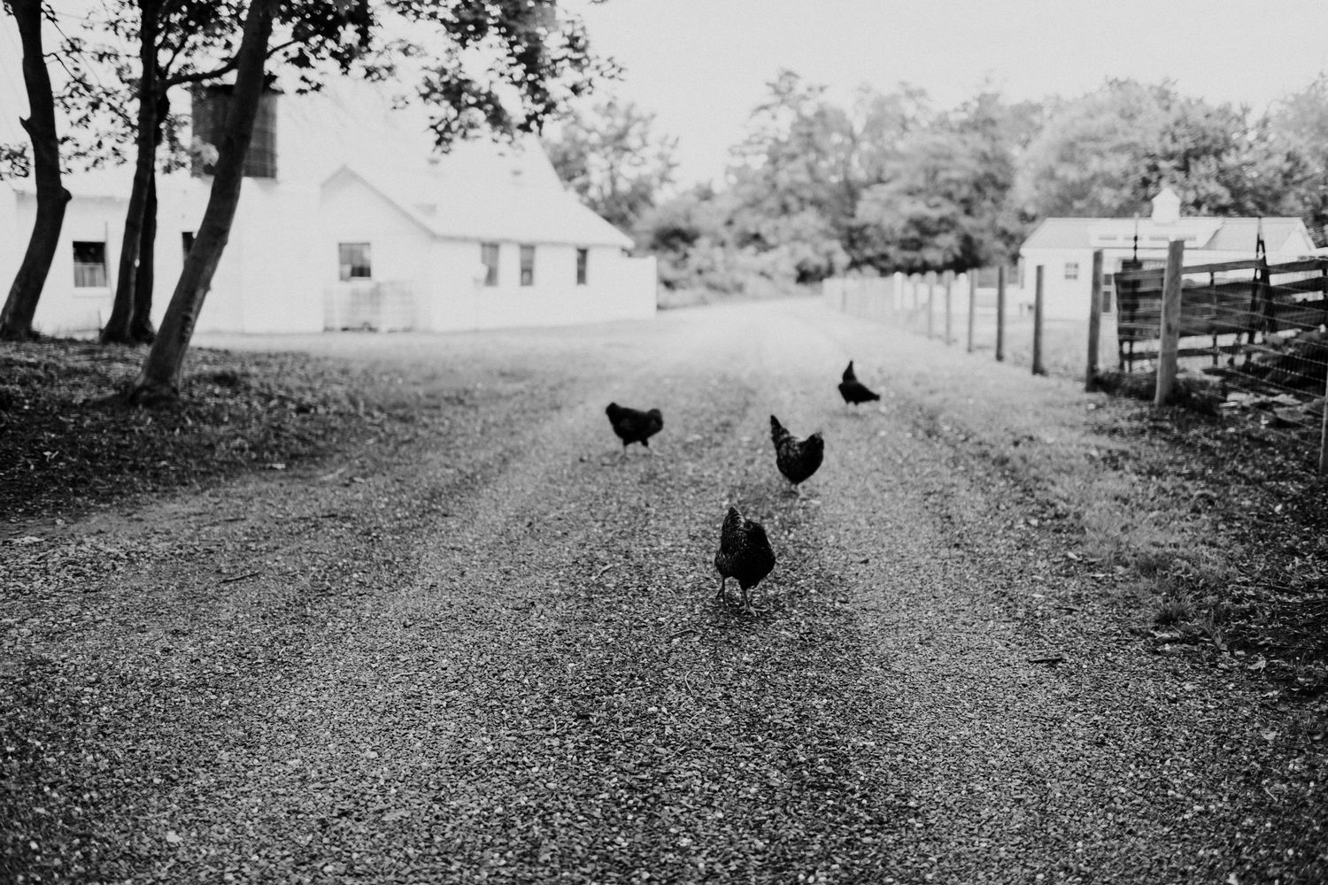 Black chickens walk down a rural dirt road leading to a white farmhouse in the distance.