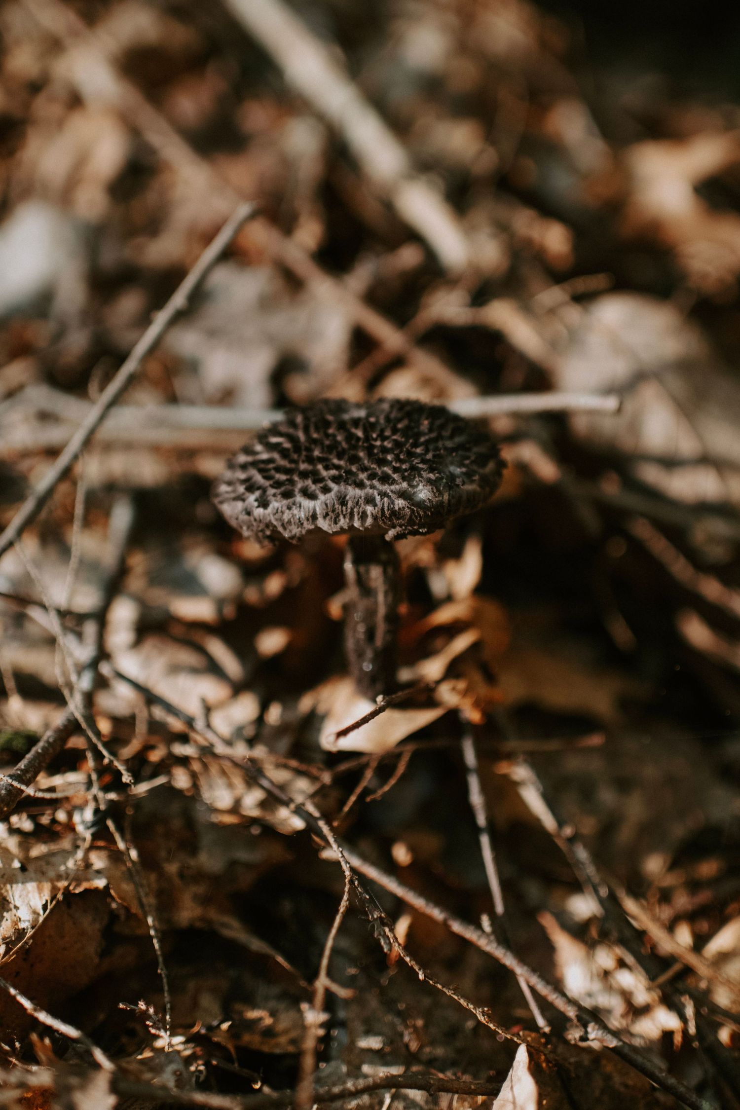 Detailed macro shot of a dark mushroom growing among fallen leaves in the forest.