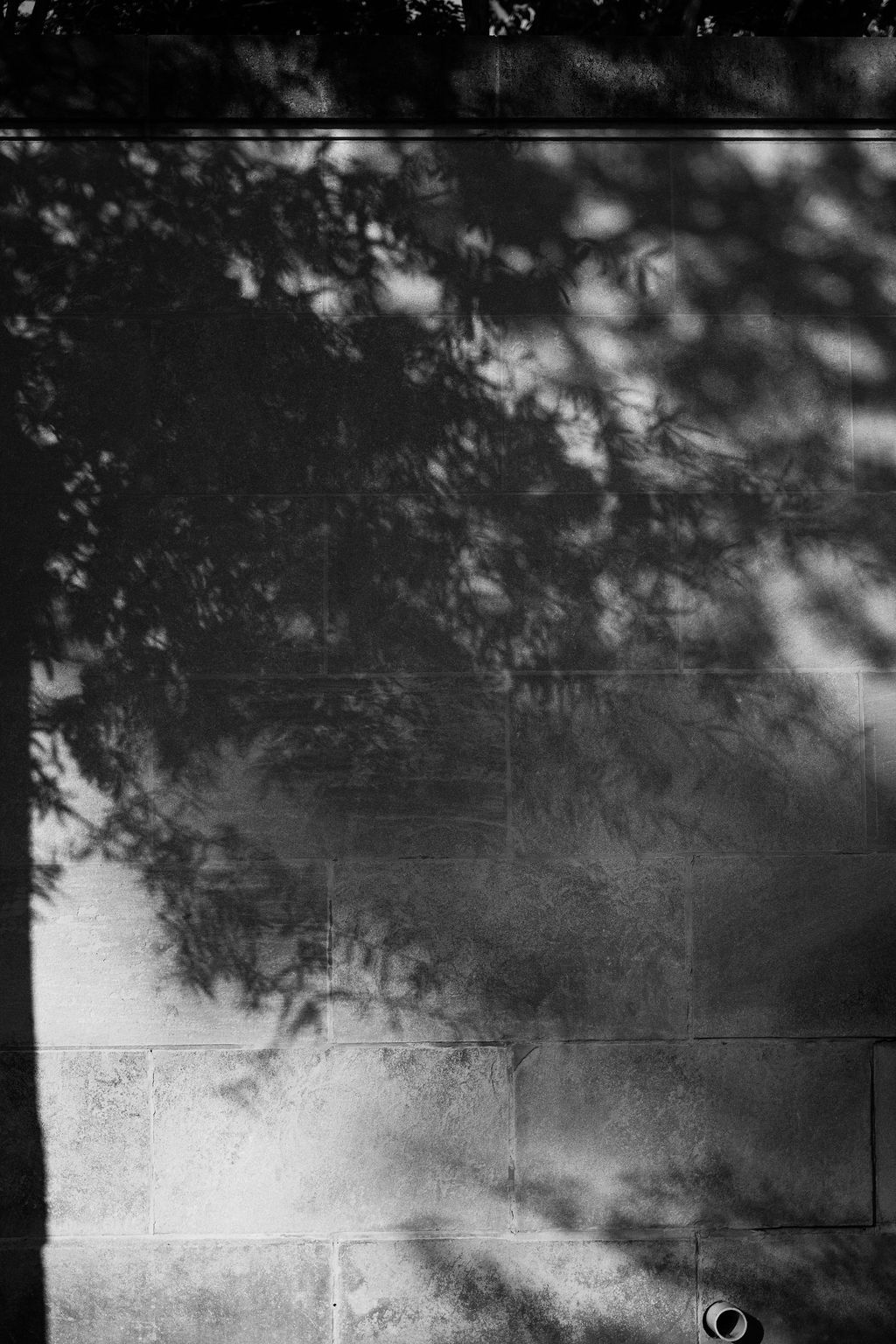 Shadow of tree branches cast on a textured concrete wall in black and white.