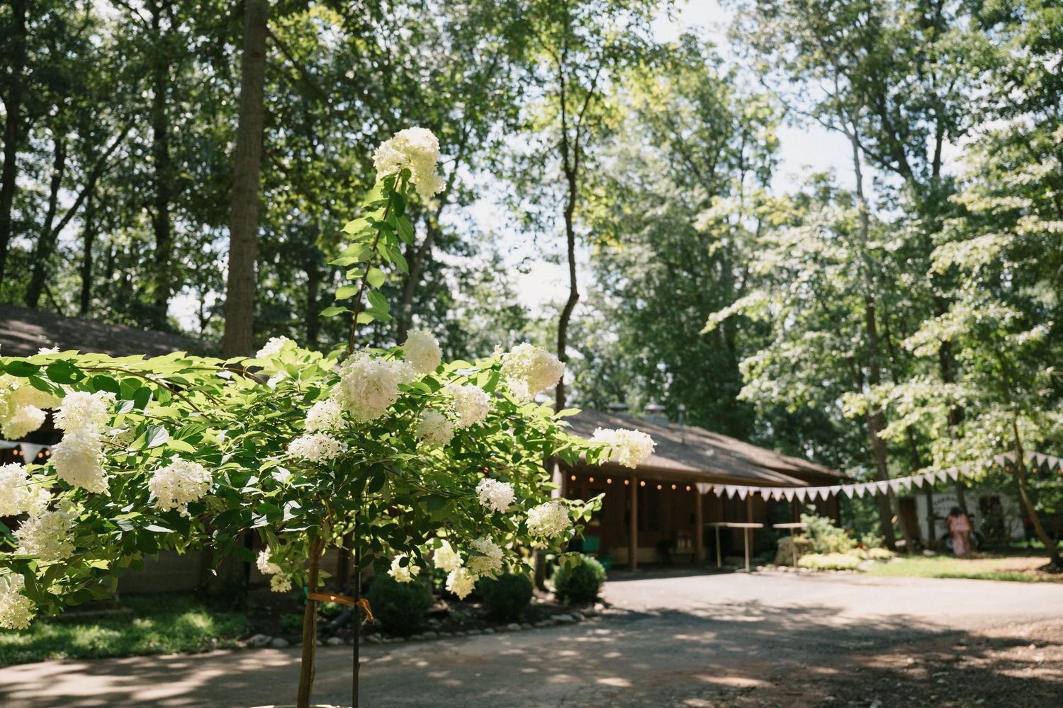 Blooming white hydrangeas frame a woodland path leading to a rustic cabin.