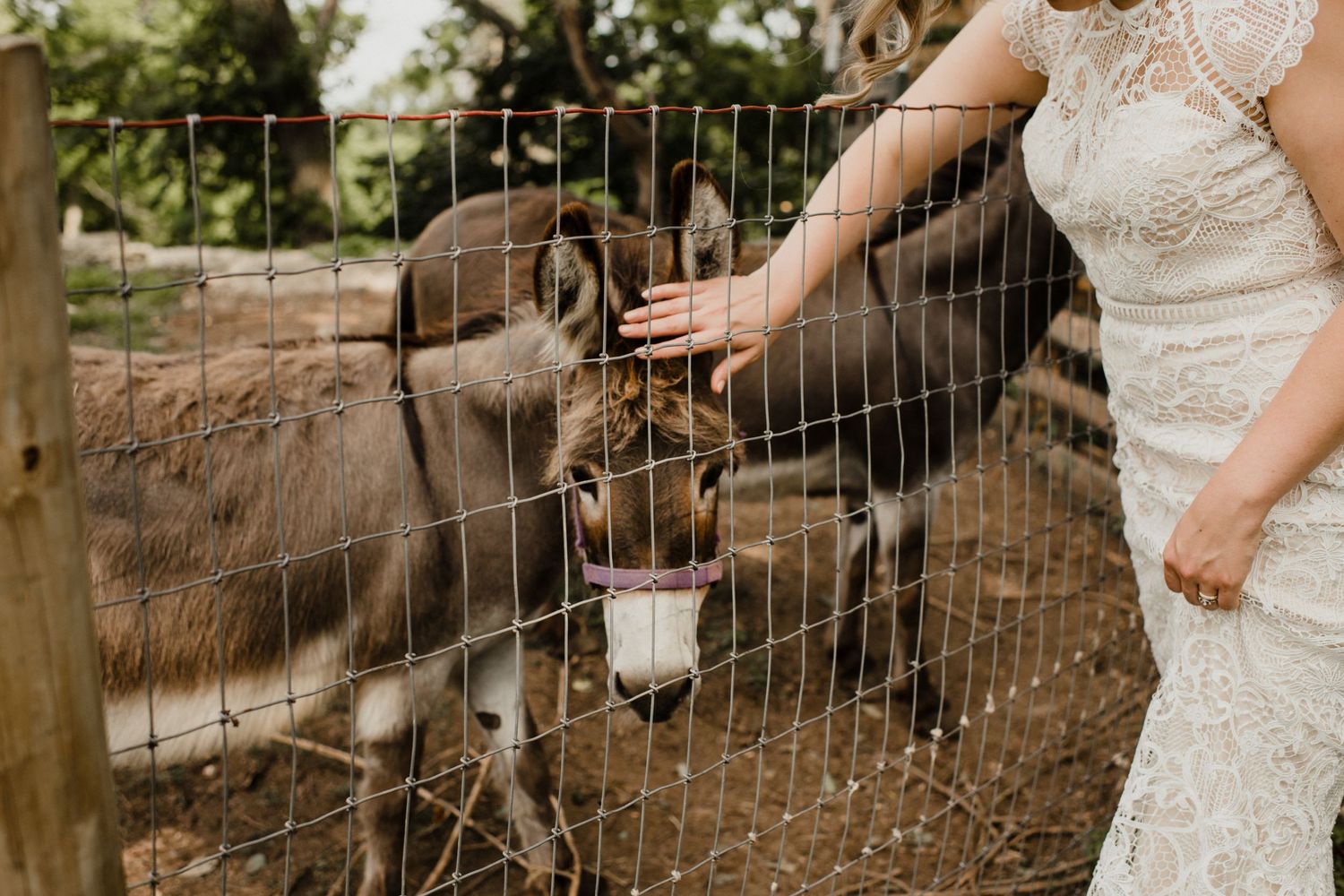 A person in a wedding dress feeds a donkey through a wire fence.