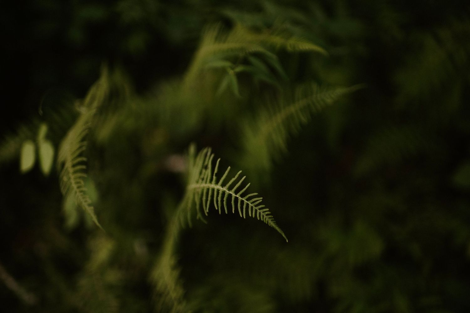 Delicate green fern fronds in soft focus against a dark forest background.