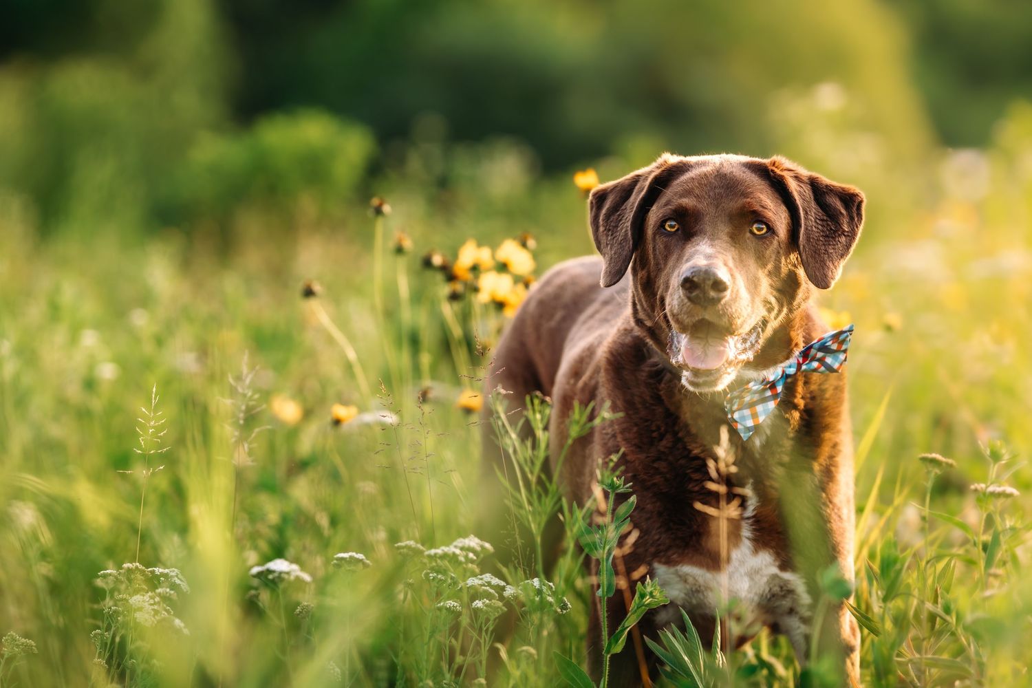 A chocolate Labrador retriever dog sits in a sunny meadow filled with white wildflowers on a bright summer day. Cincinnati Dog Photographer
