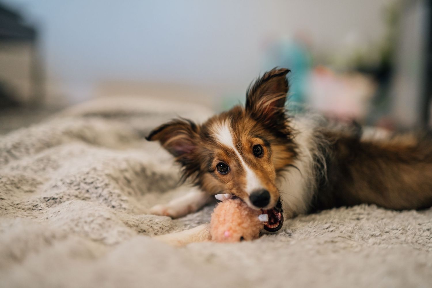 Sheltie puppies. puppy finder. puppies in Cincinnati. Photographers near me. Dog Photographers near me. 
photographer near me