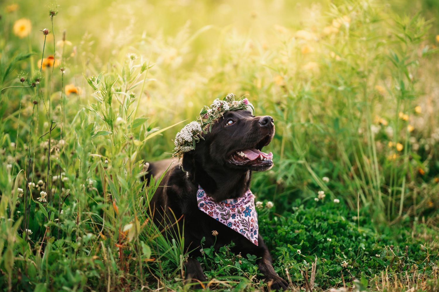 A black dog wearing a flower crown plays in a lush green field with orange wildflowers in the background. Cincinnati dog portraits.